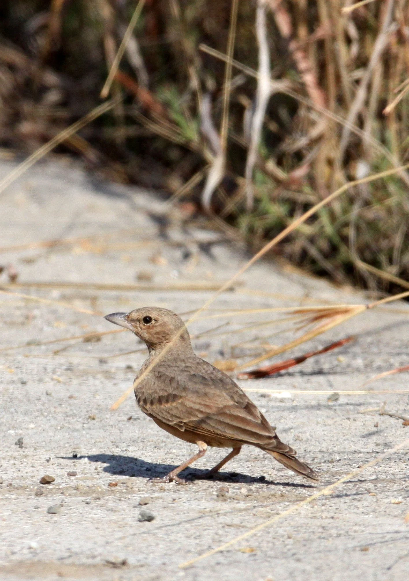Rufous-tailed Lark (Ammomanes phoenicura) Blackbuck National Park India (6).JPG