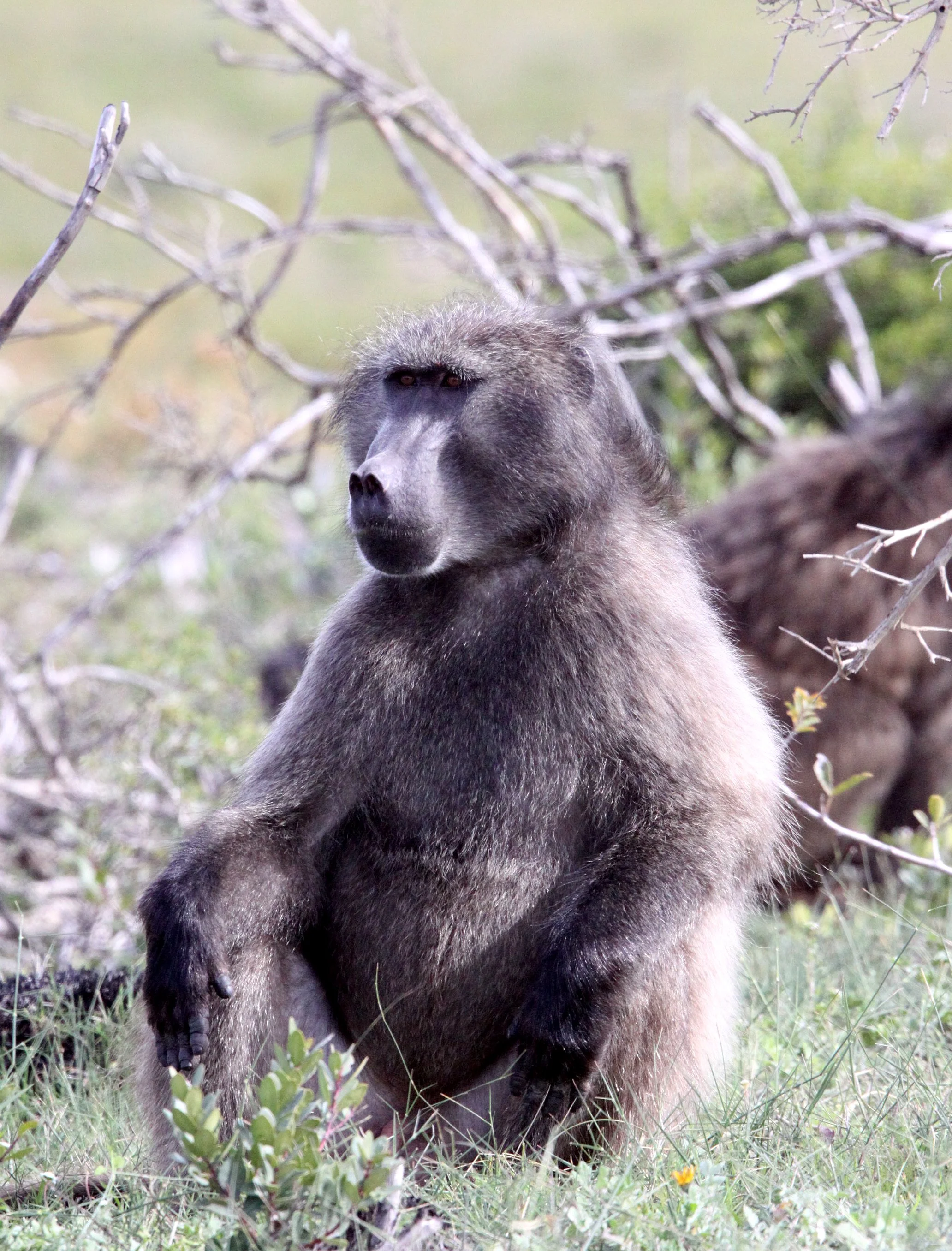CERCOPITHECIDAE - Papio ursinus ursinus - CHACMA BABOON - DE HOOP RESERVE SOUTH AFRICA (36).JPG
