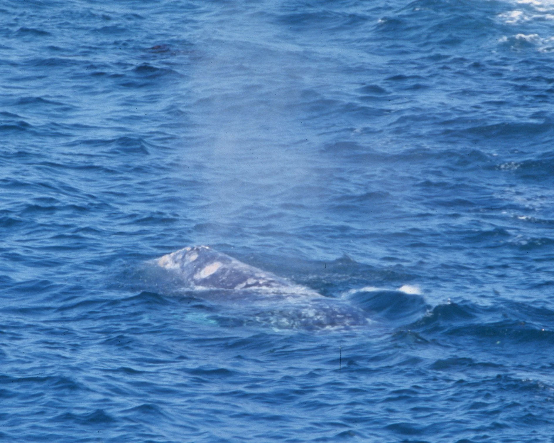 CETACEAN - GRAY WHALE - MACAH RESERVATION CAPE FLATTERY.jpg