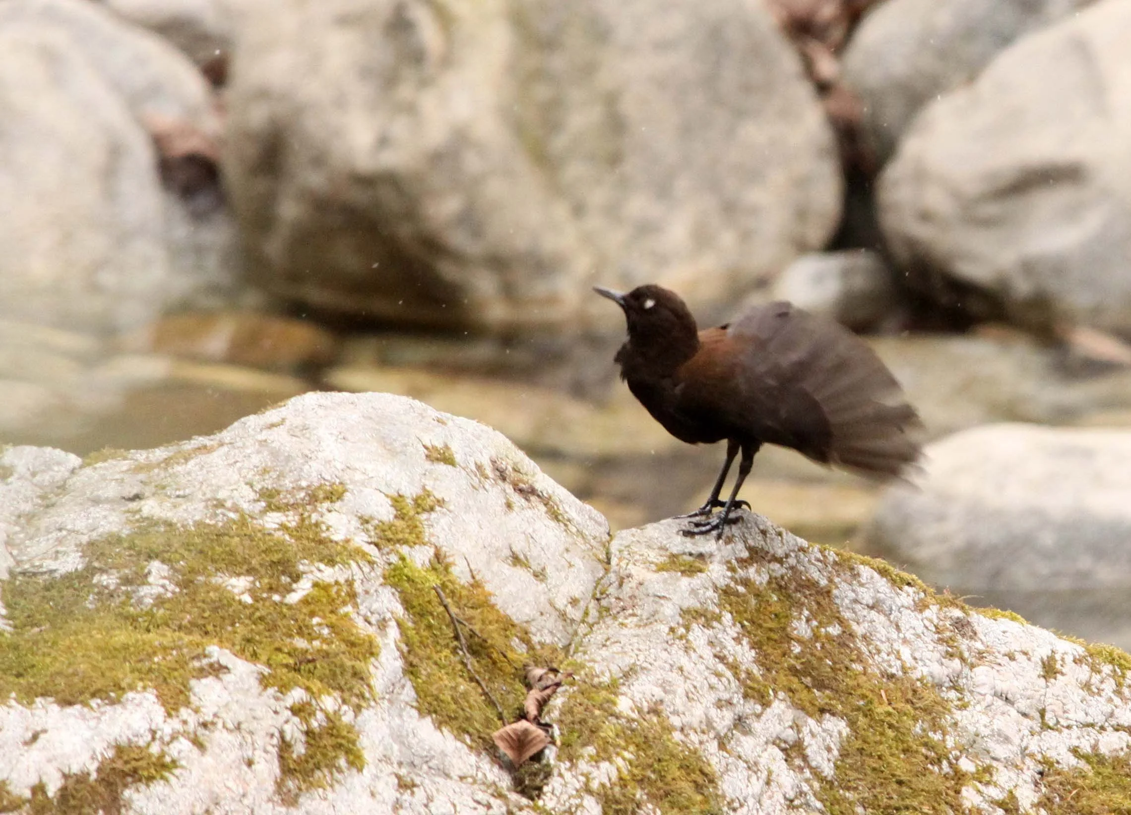 Brown dipper (Cinclus pallasii) Foping Nature Reserve Shaanxi China (7).JPG