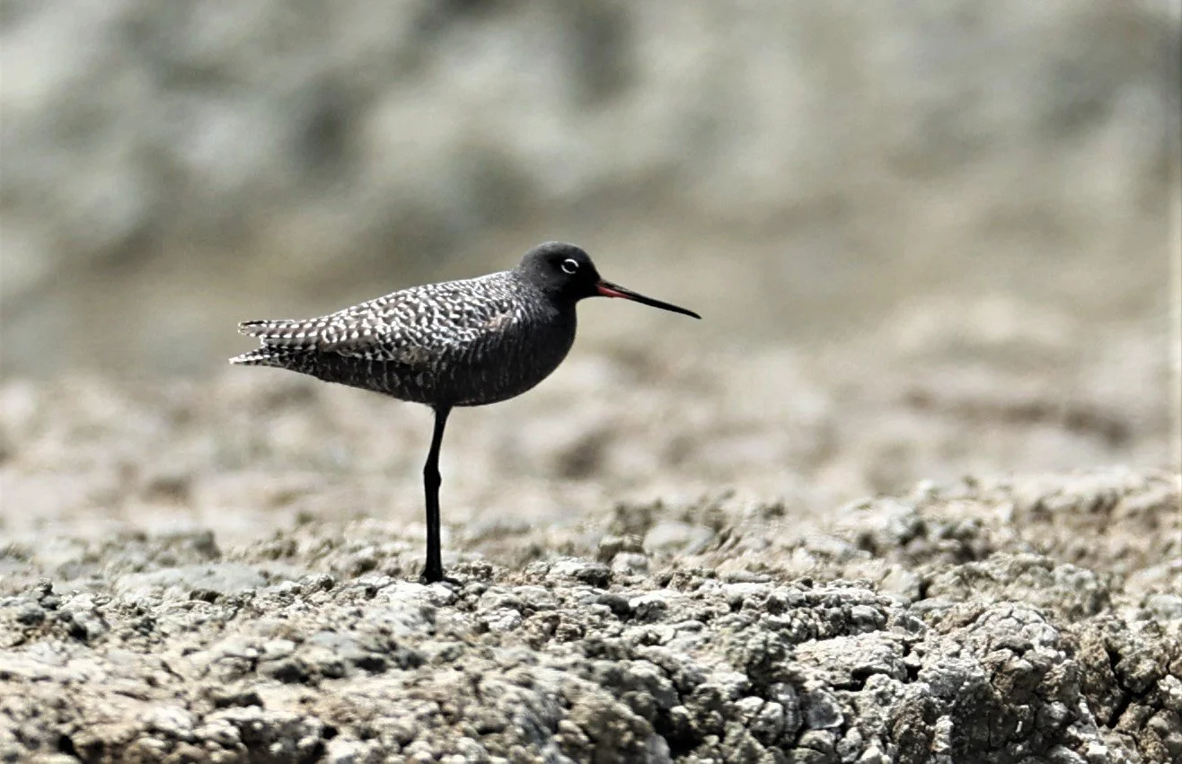 REDSHANK - SPOTTED REDSHANK - Tringa erythropus - CHACHOENGSAO SALT PONDS SALT CAFE MAY 7 2022 (57).jpg