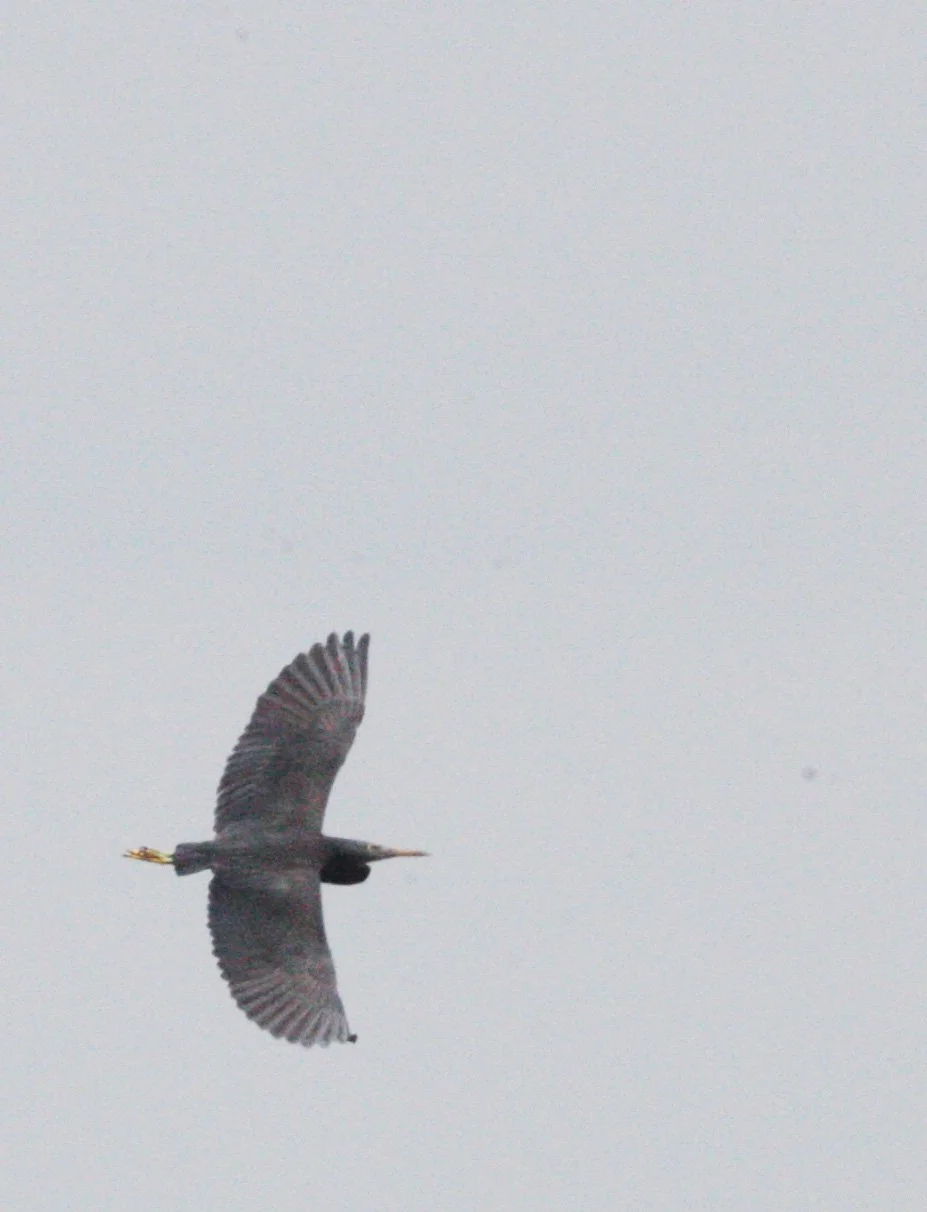 HERON - PACIFIC REEF HERON - Egretta sacra - HONG KONG HARBOR NEAR LANTAU ISLAND (3).JPG