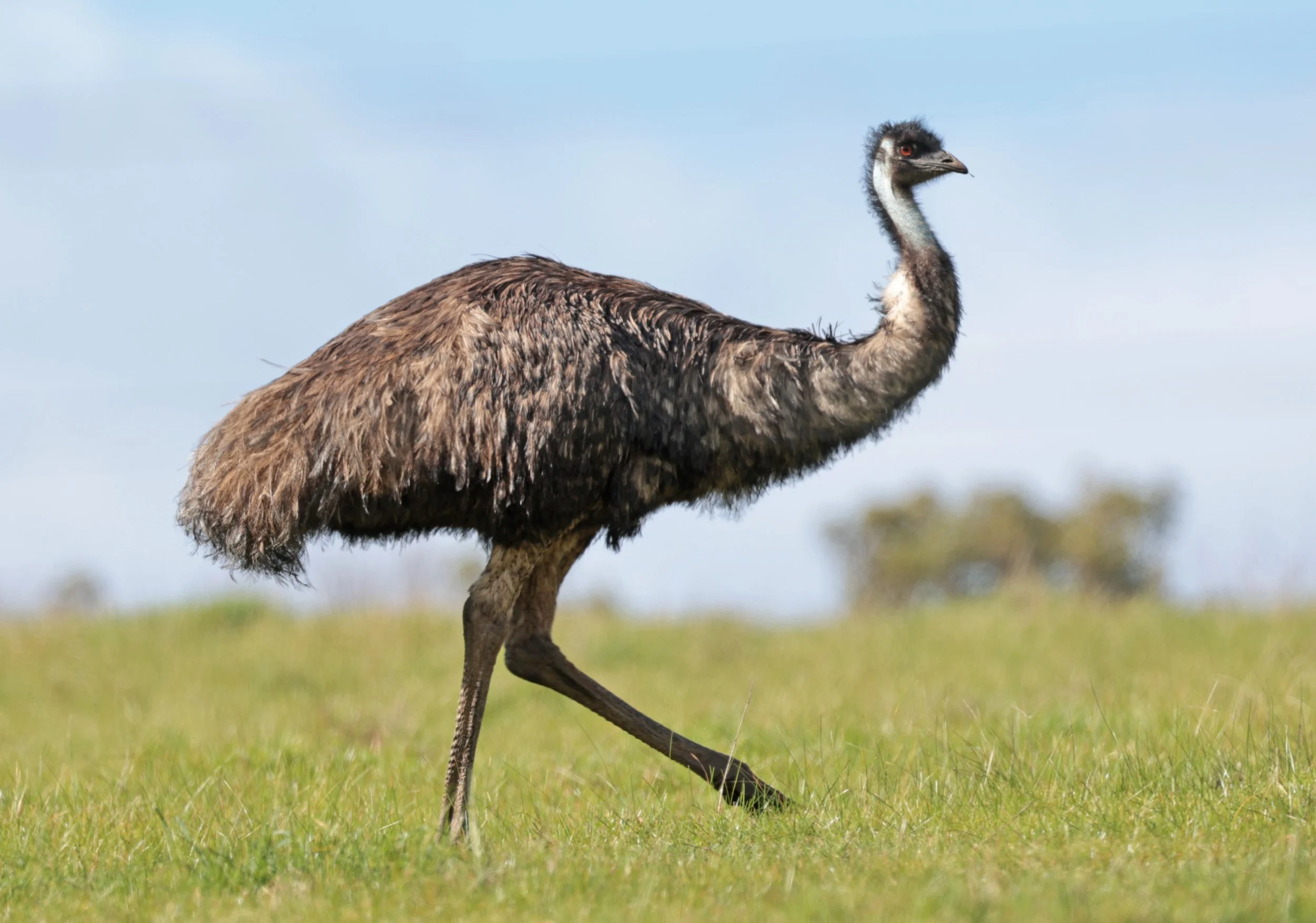 Emu (Dromaius novaehollandiae) Mt Frankland NP - Western Australia (54).jpg