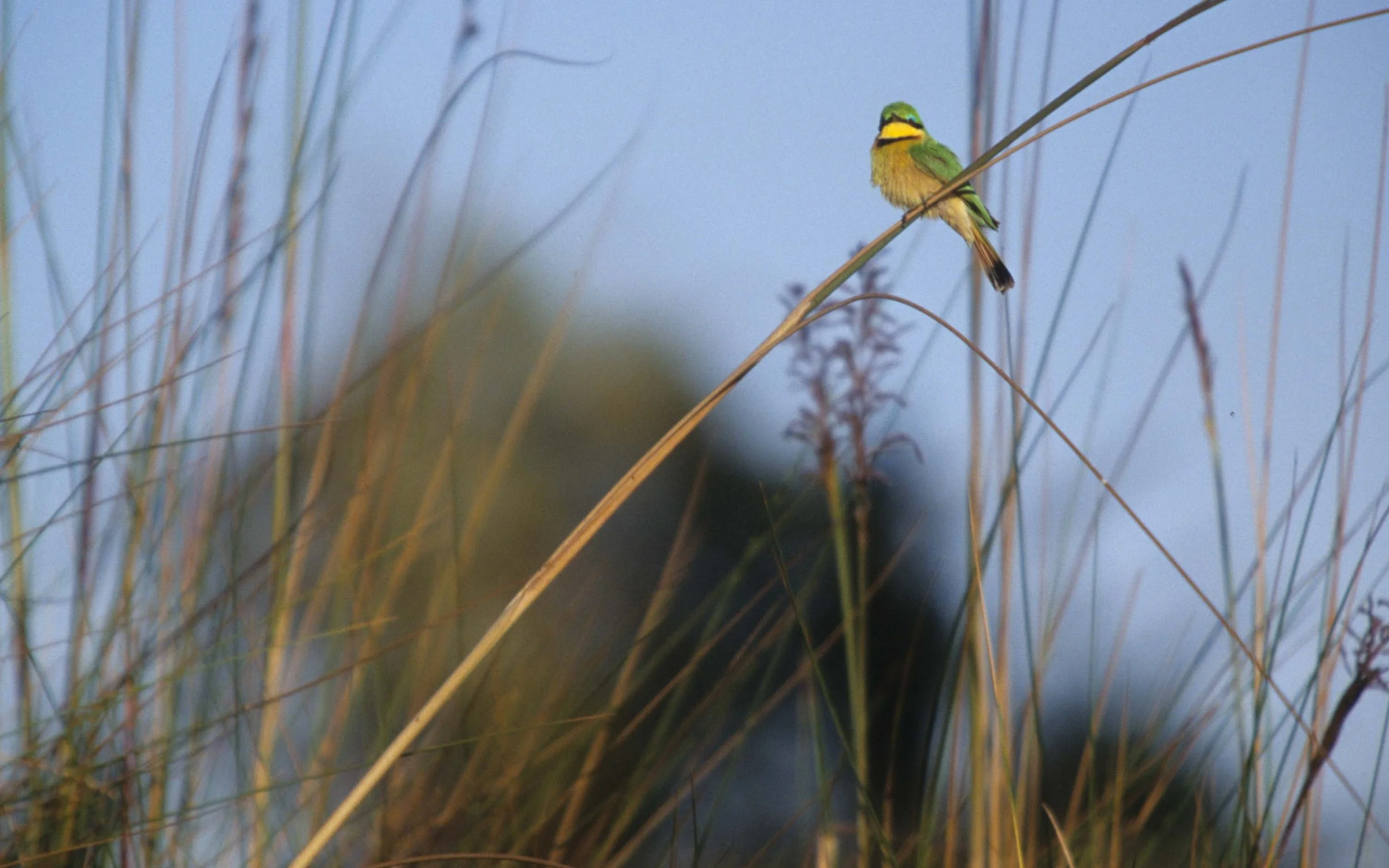 BIRDS - LITTLE BEE EATER - OKAVANGO.jpg