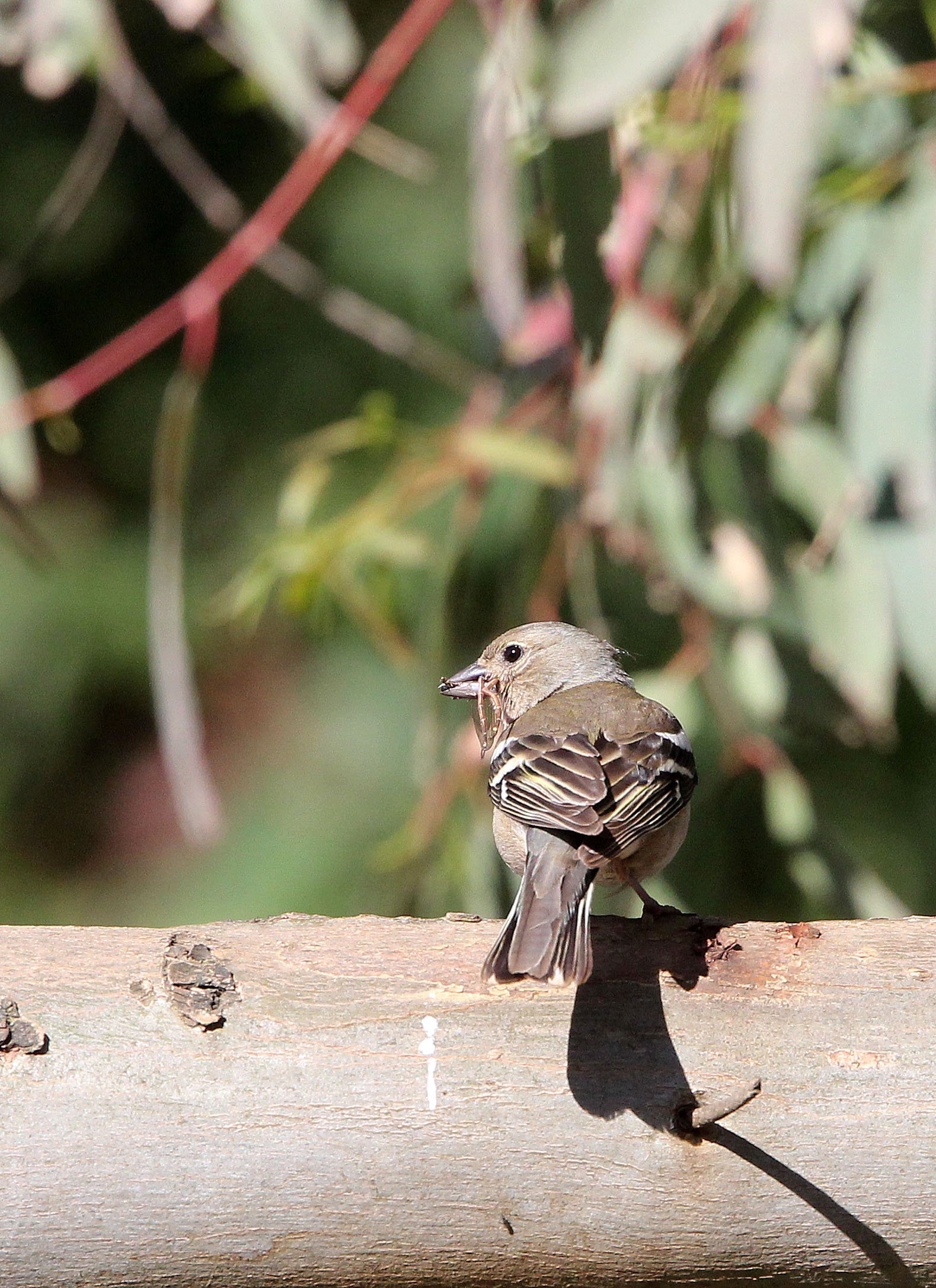 Chaffinch (Fringilla coelebs) Feija NP, Tunisia (3).JPG