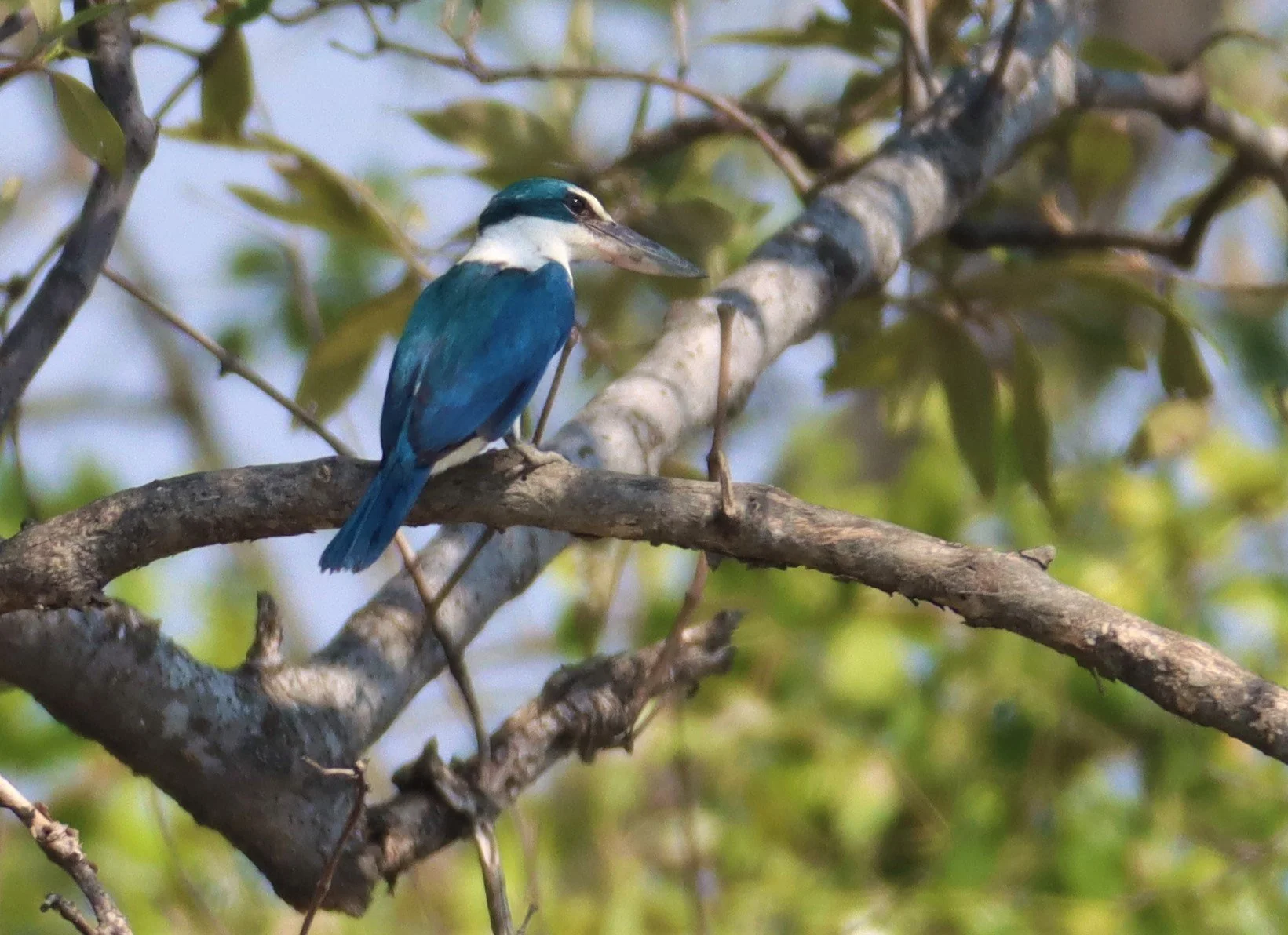 KINGFISHER - COLLARED KINGFISHER - Todiramphus chloris - BANG PAKONG SALT PANS CHACHOENGSAO WEST OF RIVER (3).jpg