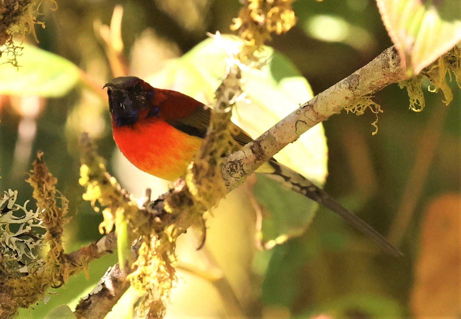 SUNBIRD - DOI INTHANON GREEN-TAILED SUNBIRD - Aethopyga nipalensis angkanensis - DOI INTHANON NP CHIANG MAI, DEC 2021 (47).jpg