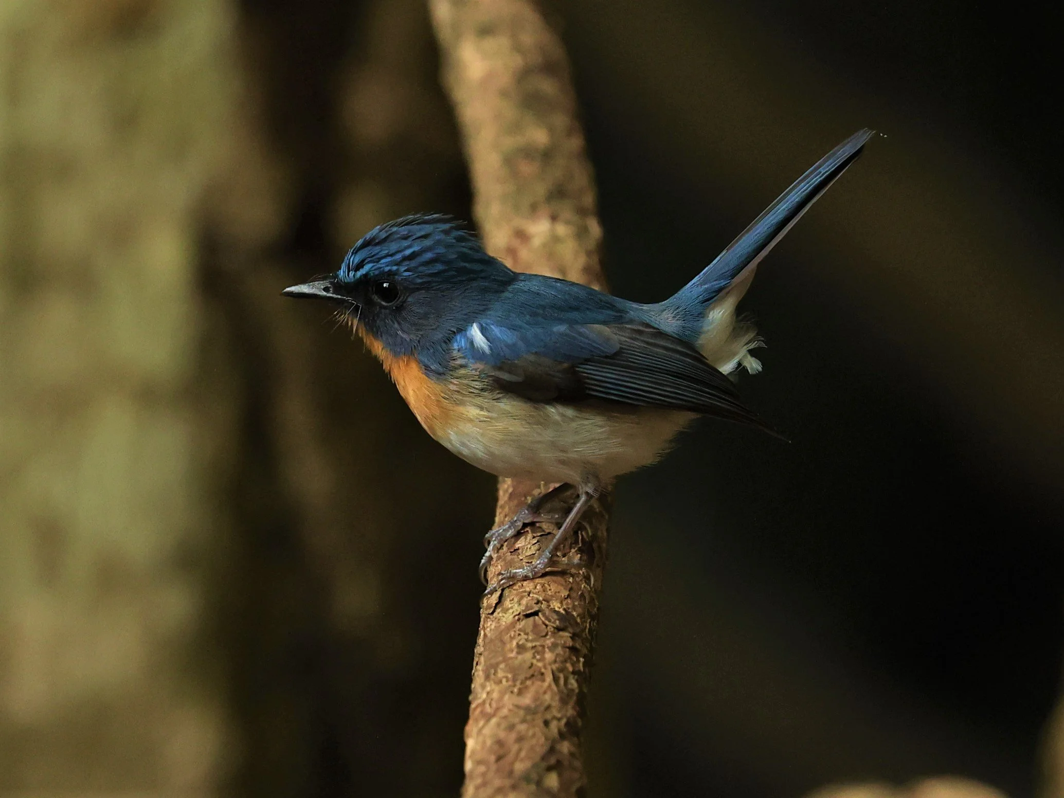 FLYCATCHER - INDOCHINESE BLUE-FLYCATCHER - Cyornis sumatrensis - NUY HIDE NEAR KAENG KRACHAN FEB 2022 (23).jpg