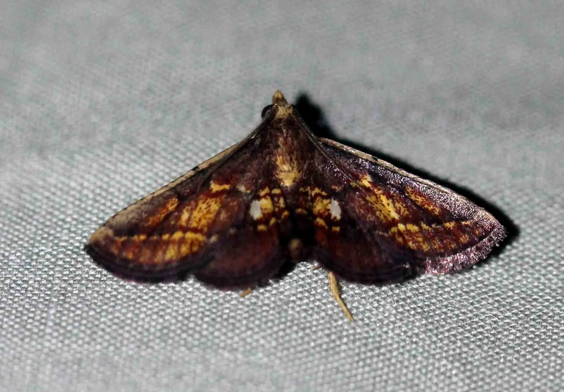 Geometridae - Abaciscus species - Singharaja Sri Lanka 