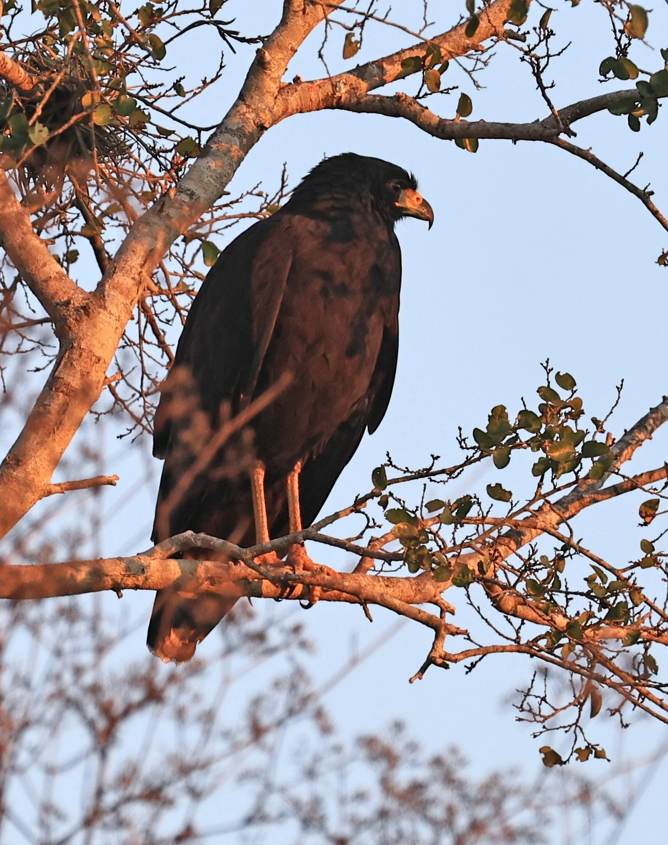 Zone-tailed Hawk (Buteo albonotatus) Agua Dulce Paraguay (11).jpg