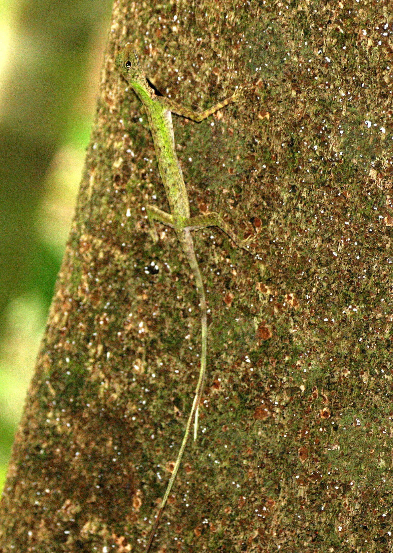Draco melanopogon - BLACK-BEARDED GLIDING LIZARD - DRACO SPECIES - SIGNALING WITH ITS DEWLAP - KINABATANGAN RIVER BORNEO (3).JPG