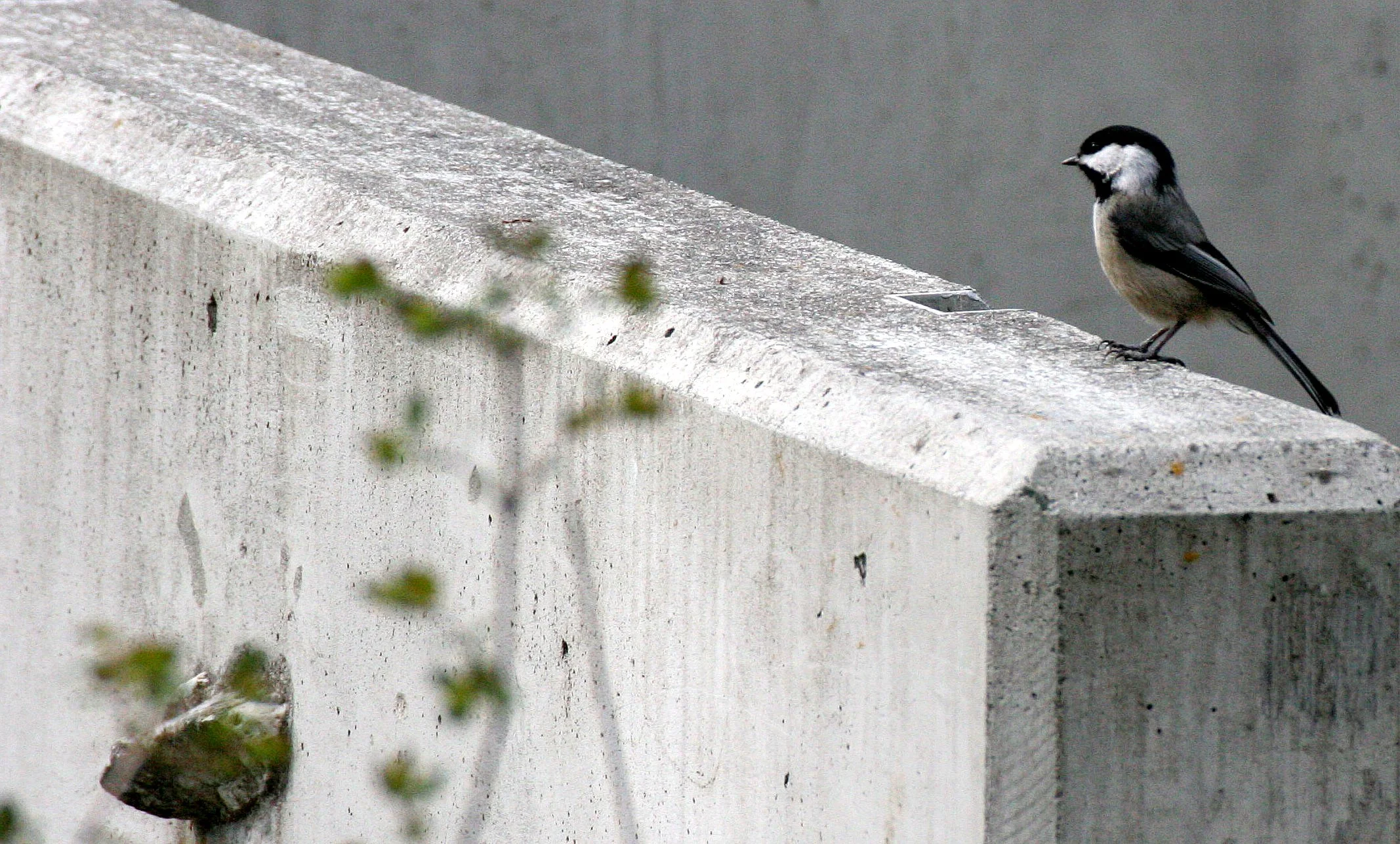 Black-capped chickadee (Poecile atricapillus) Dungeness River NWR, Olympic Peninsula Washington (2).JPG