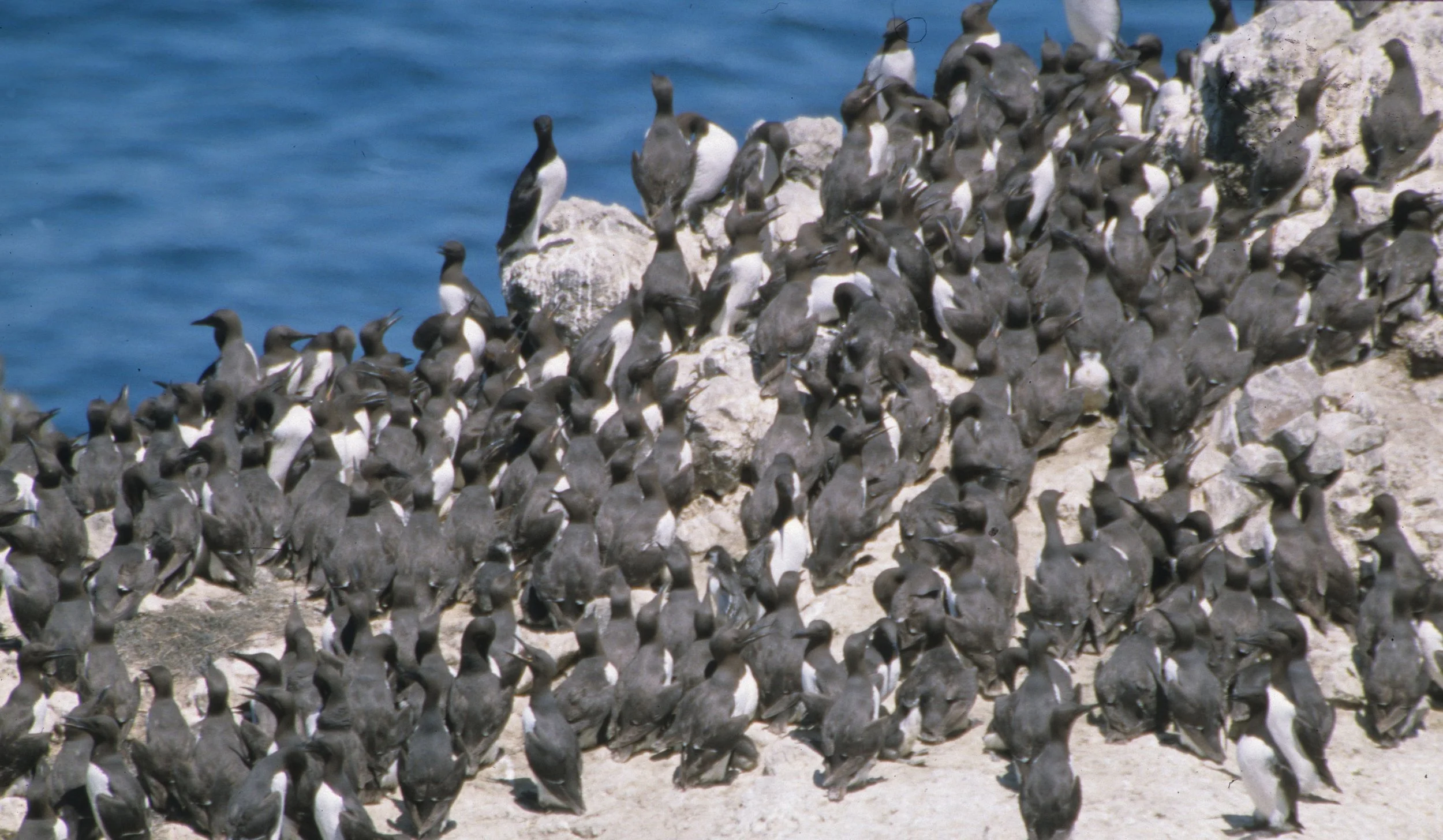 Uria aalge - COMMON MURRE - YAQUINA HEAD OREGON (1).jpg