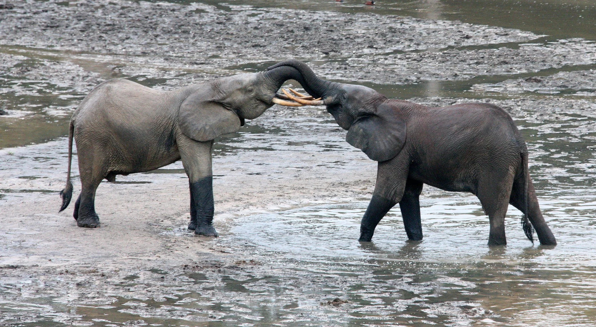 ELEPHANT - FOREST ELEPHANT - DZANGHA BAI - DZANGHA NDOKI NP - CENTRAL AFRICAN REPUBLIC (140).JPG
