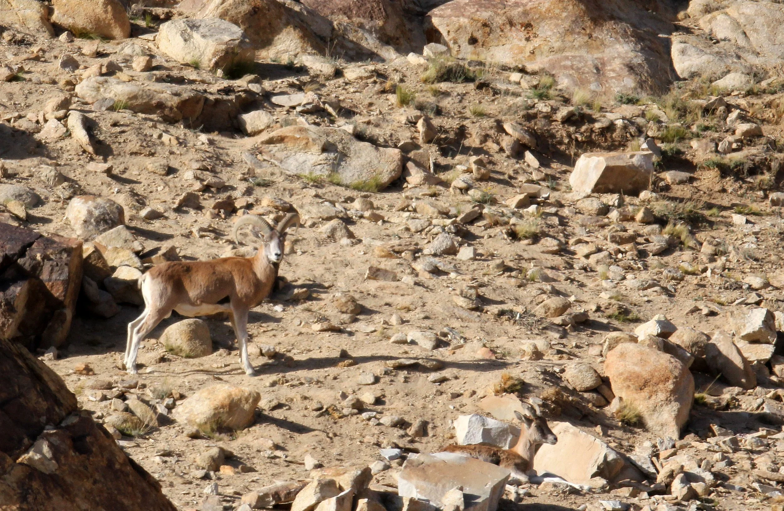URIAL - LADAKH URIAL - Ovis vignei - HEMIS NATIONAL PARK - LADAKH INDIA - JAMMU & KASHMIR - ULLEY VALLEY (121).JPG