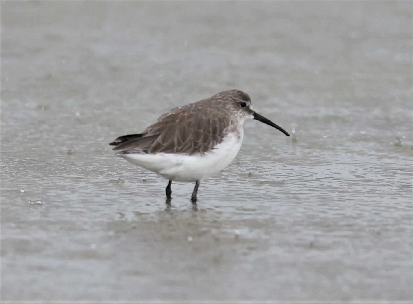 SANDPIPER - CURLEW SANDPIPER - Calidris ferruginea - PAK THALE 16 & 19 OCTOBER 2021 (1).jpg
