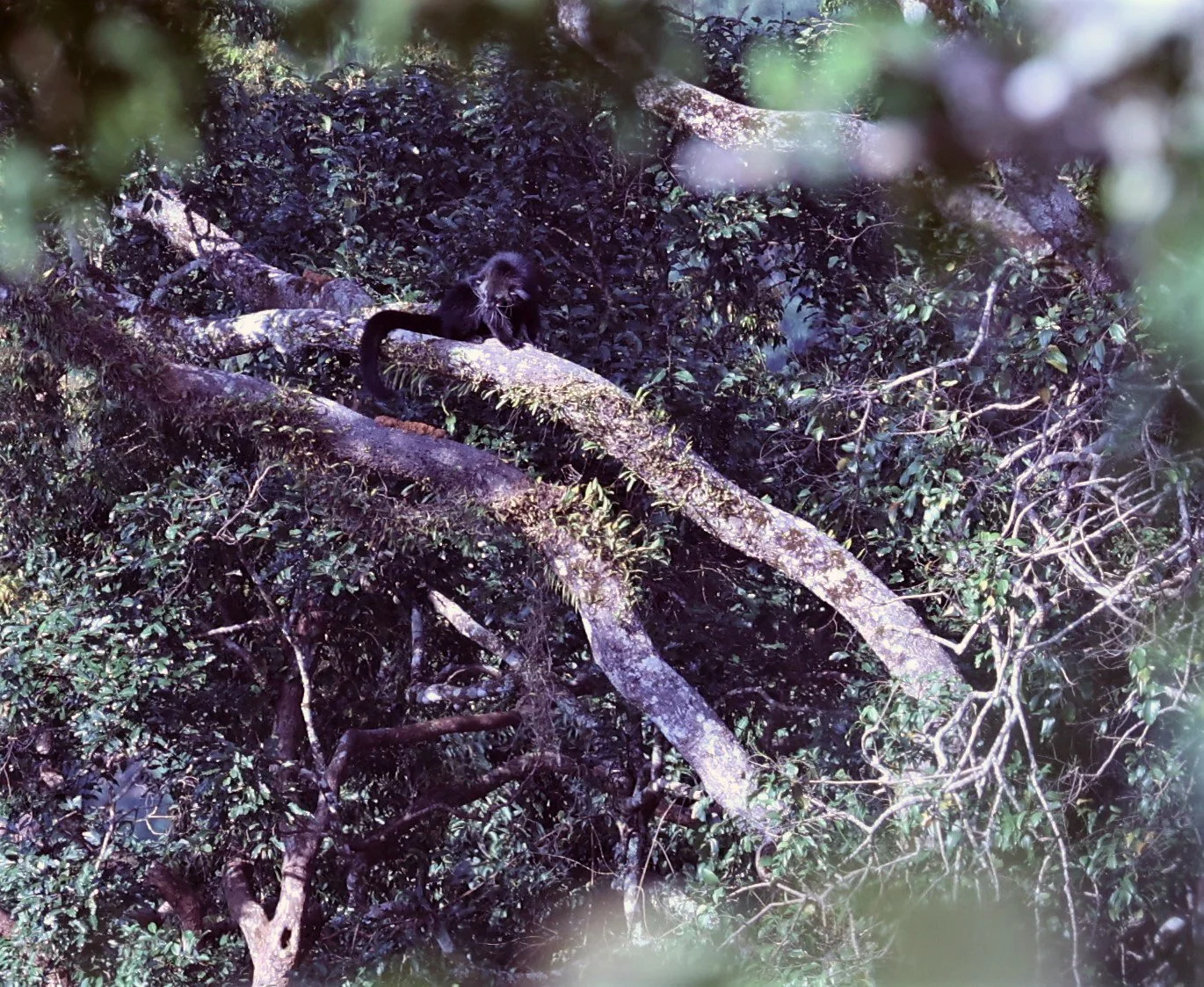 Arctictis binturong gairdneri - SIAMESE BINTURONG - KAENG KRACHAN PHANOEN THUNG 26 NOV 2021 (21).jpg