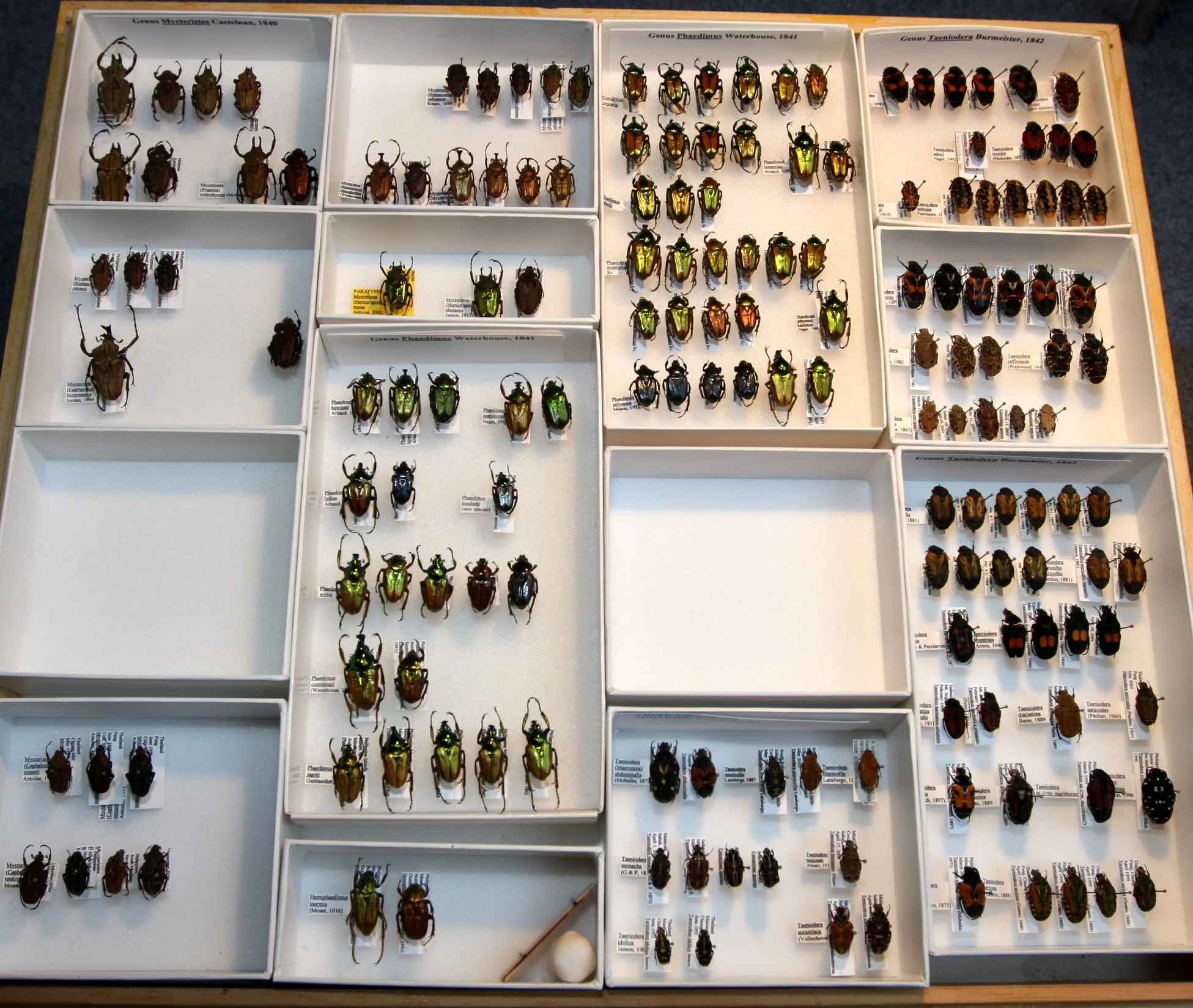 Cetoniinae 35 – Phaedimini, Taenioderini.JPG