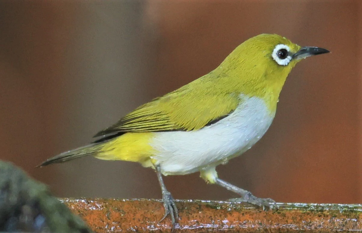 Swinhoe's White-eye (Zosterops simplex) Bang Pu Recreational Park & Mangrove Forest (33).JPG