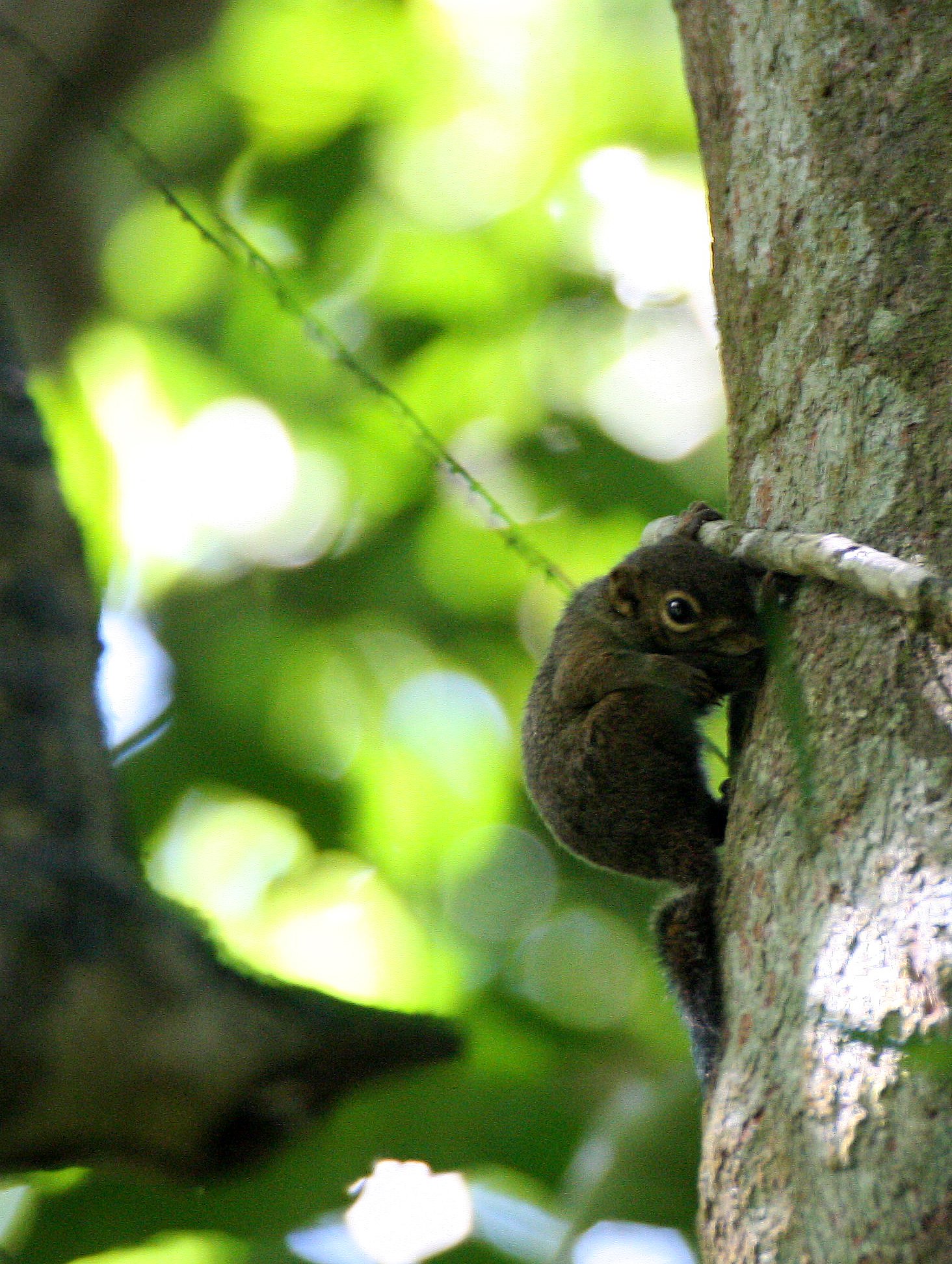 Sundasciurus lowii - LOW'S SQUIRREL - KRUNG CHIN THALE MOG VIEW POINT (67).JPG