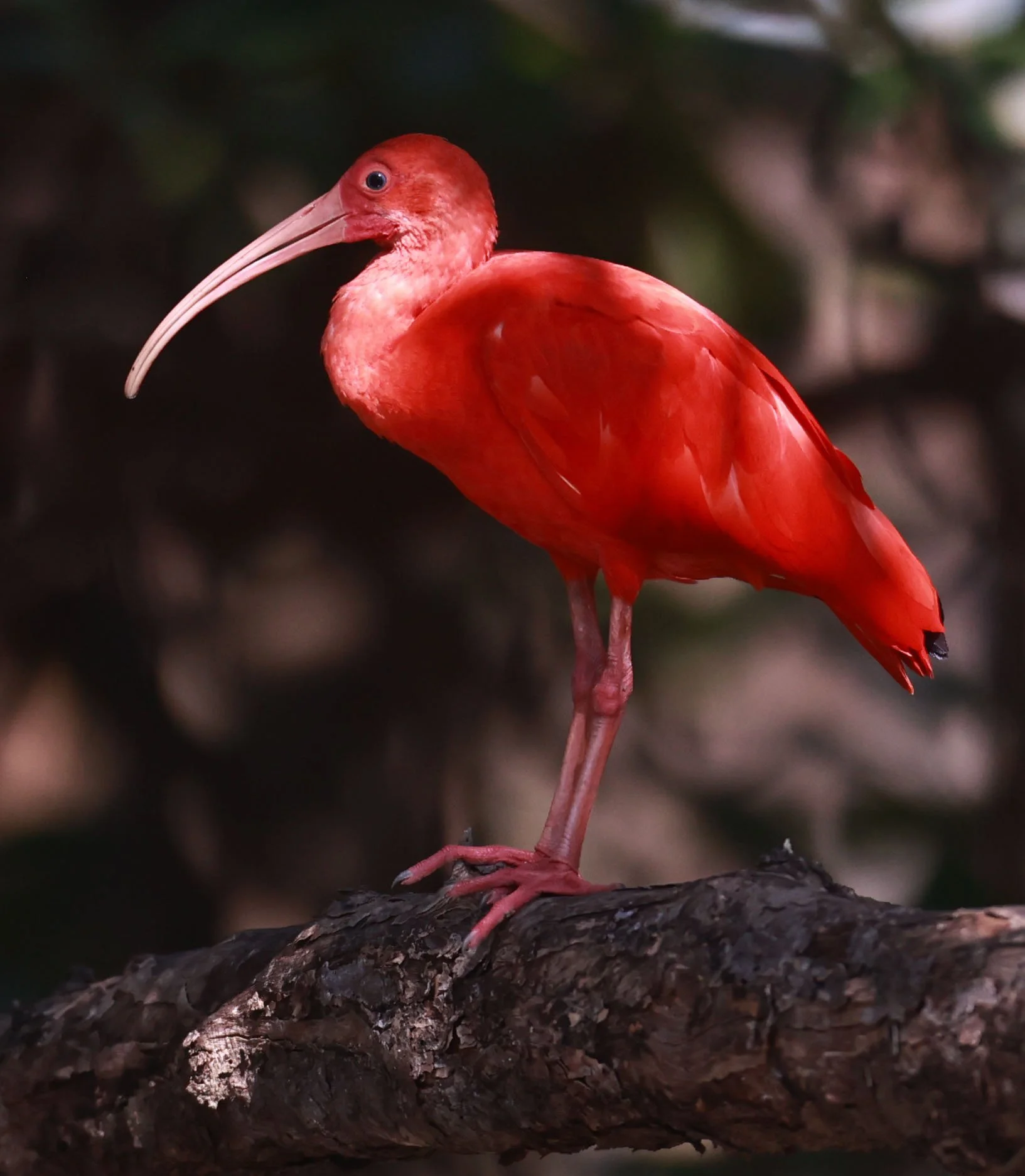 Ibis - Scarlet Ibis - Eudocimus ruber - 29 Songkaow Cafe, Chachoengsao Thailand (177).jpg