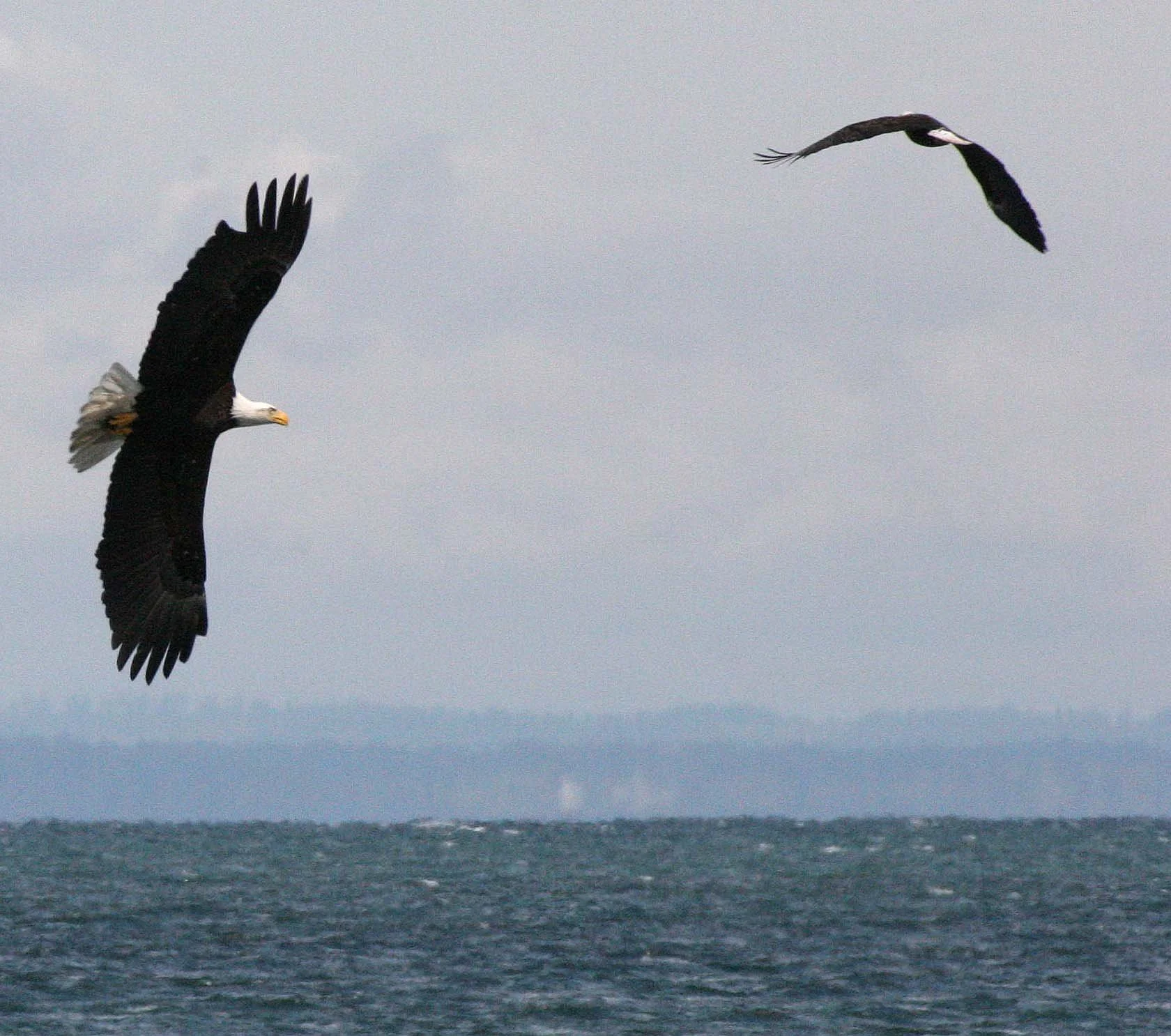 BIRD - EAGLE - BALD EAGLE - FISHING HUMBOLT SQUID - SEQUIM BAY WA (21).JPG