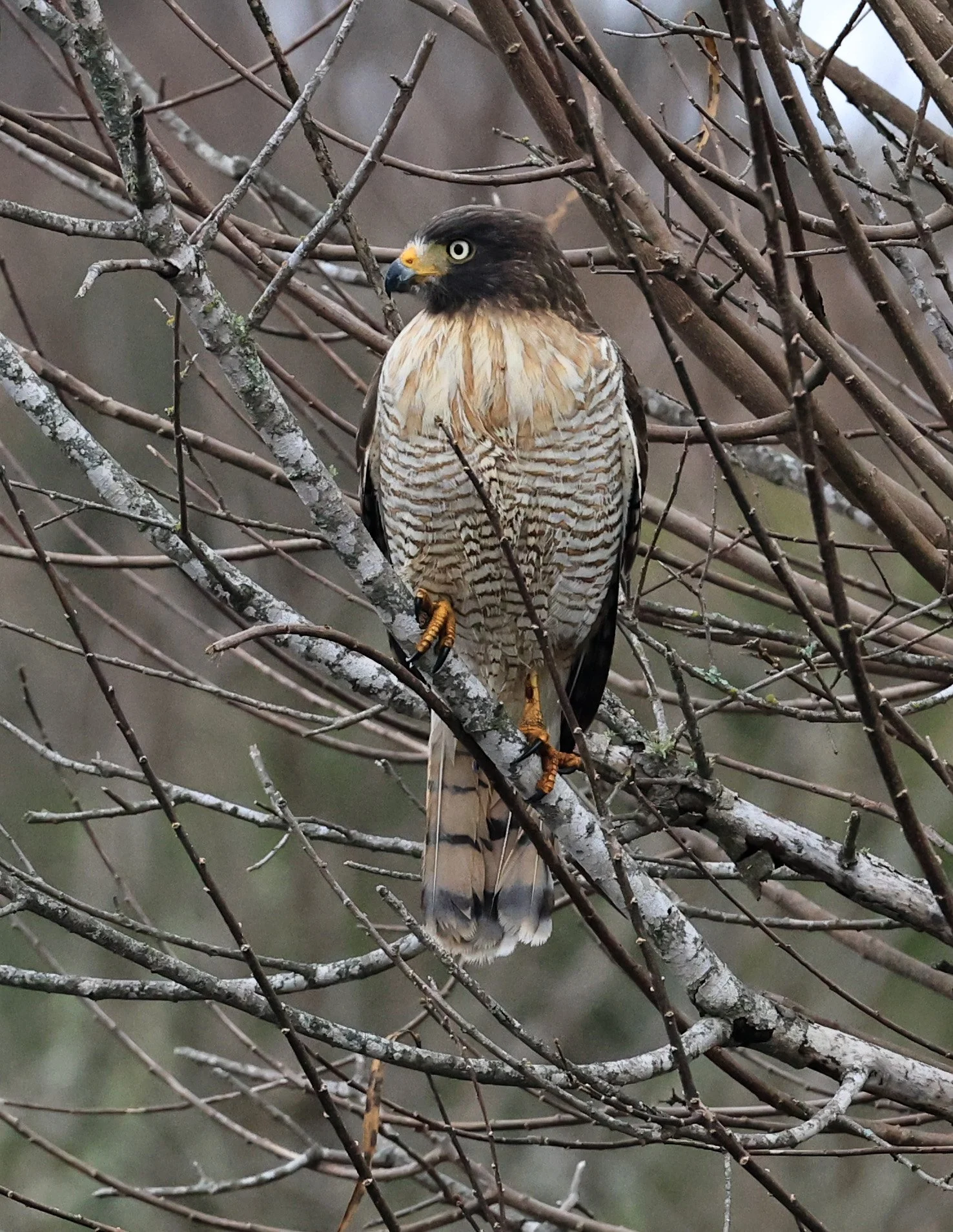 Roadside Hawk (Rupornis magnirostris) El Palmar National Park, Entre Rios, Argentina (14).jpg
