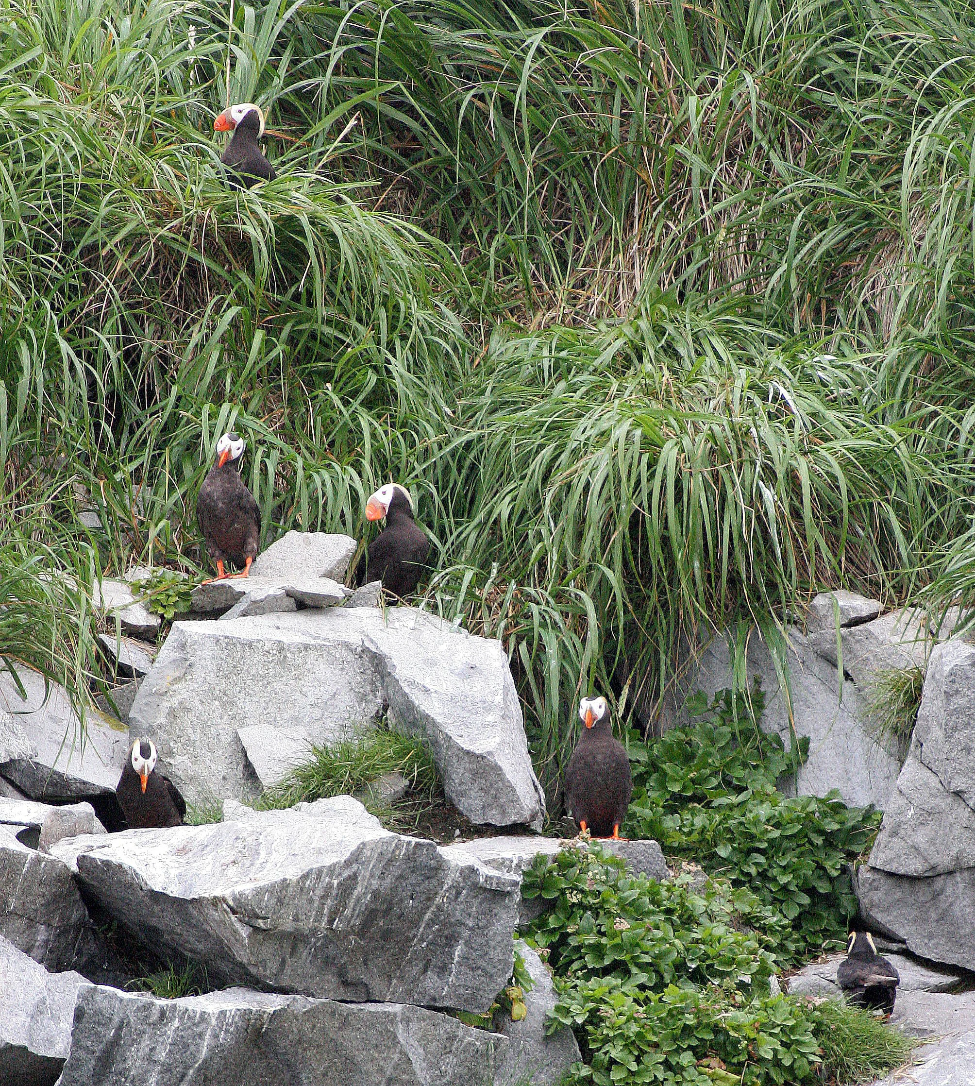Fratercula cirrhata - TUFTED PUFFIN - COAST OF KAMCHATKA (68).jpg