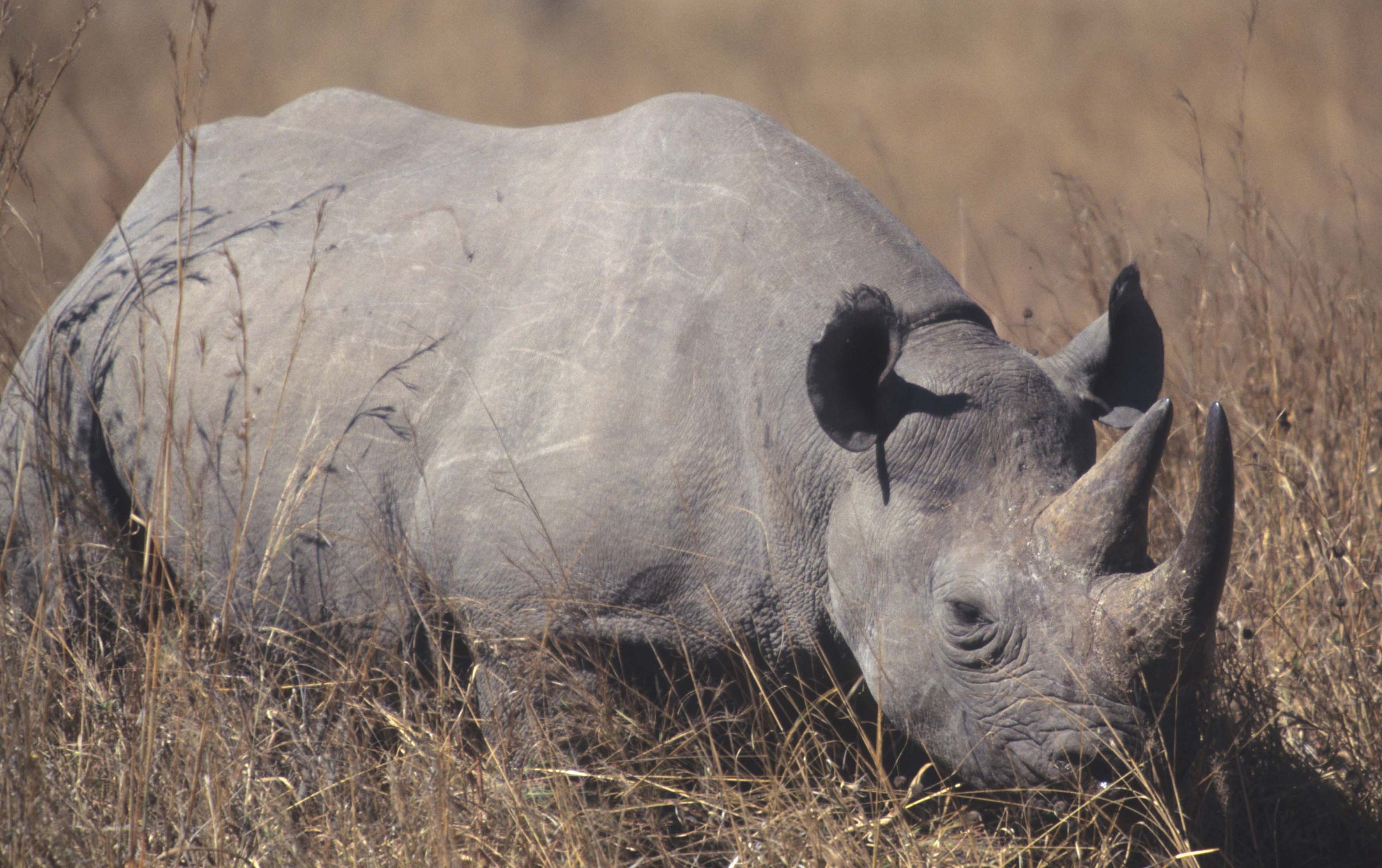 RHINO- BLACK - ZIMBABWE 5.jpg