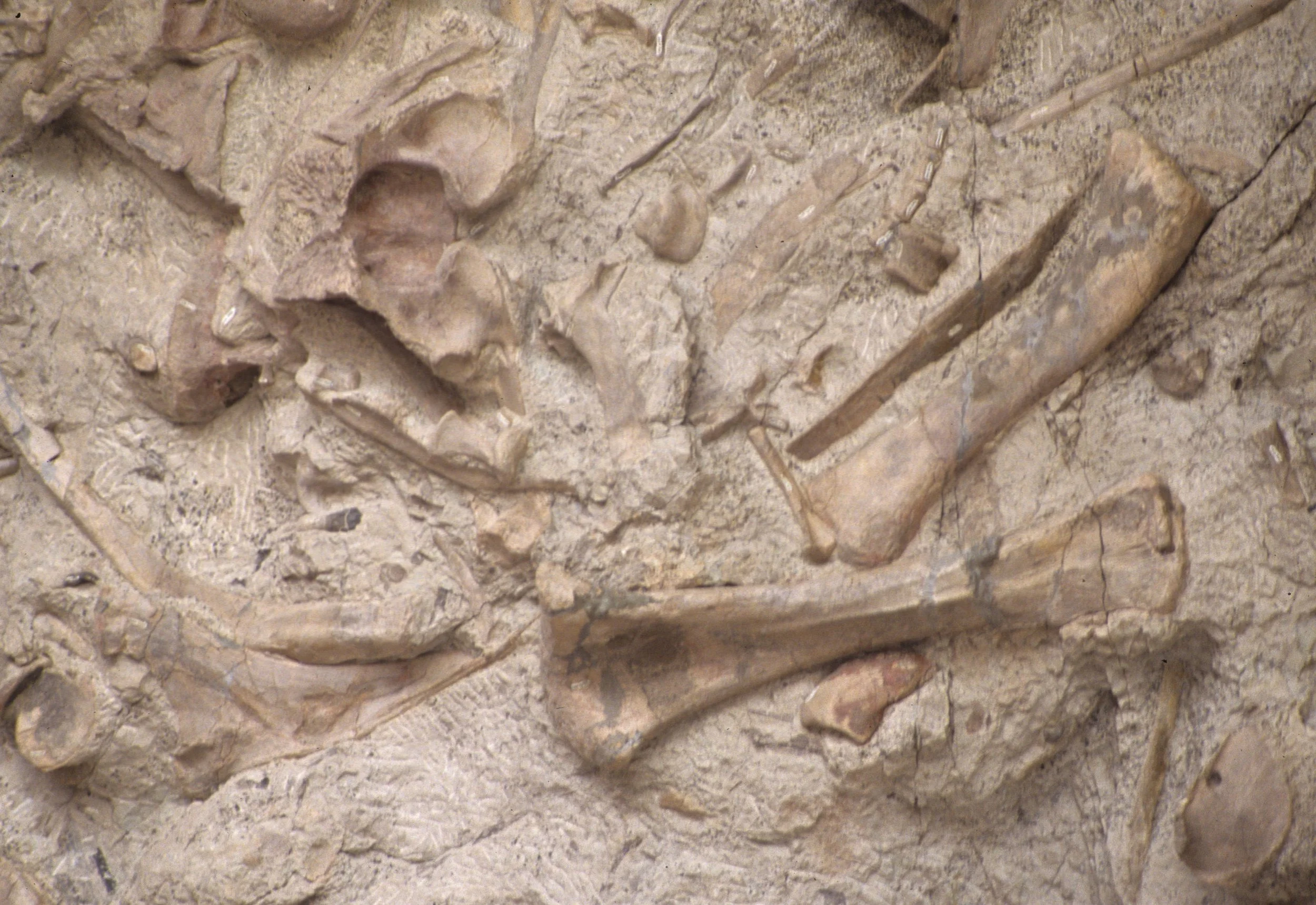 UTAH - DINOSAUR NM - BONES  (6).jpg