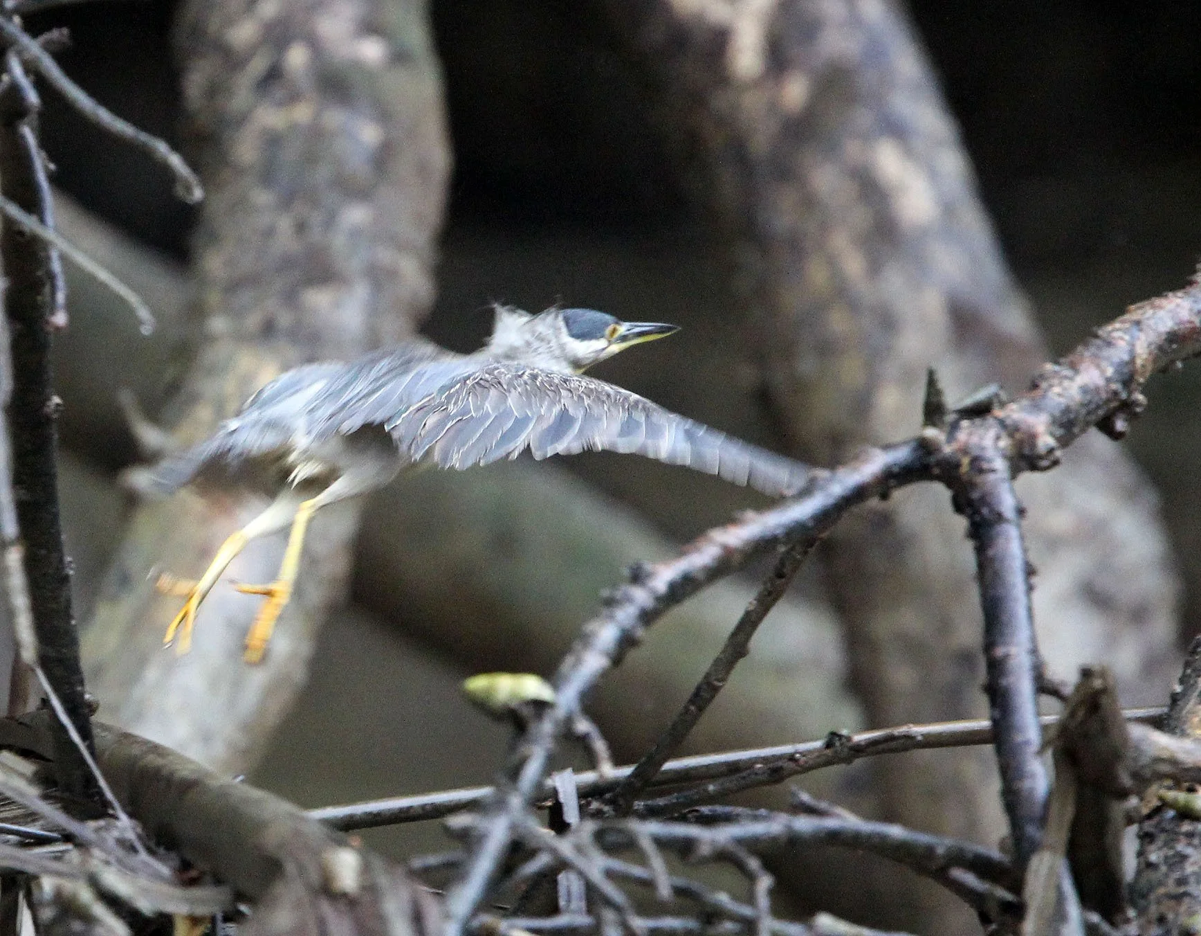 HERON - LITTLE HERON - Butorides striata - UJUNG KULON NATIONAL PARK - JAVA BARAT INDONESIA (13).JPG