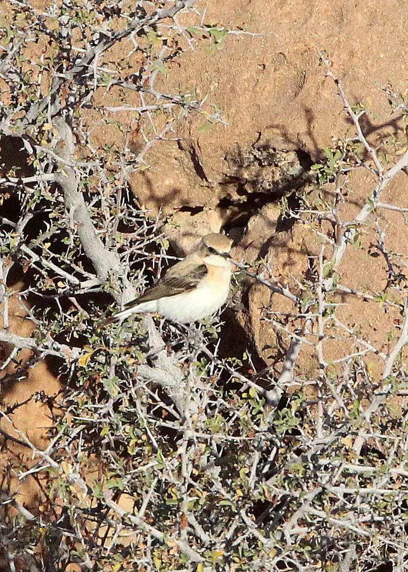 BIRD - WHEATEAR - DESERT WHEATEAR - BOUHEDMA NATIONAL PARK TUNISIA (3).JPG