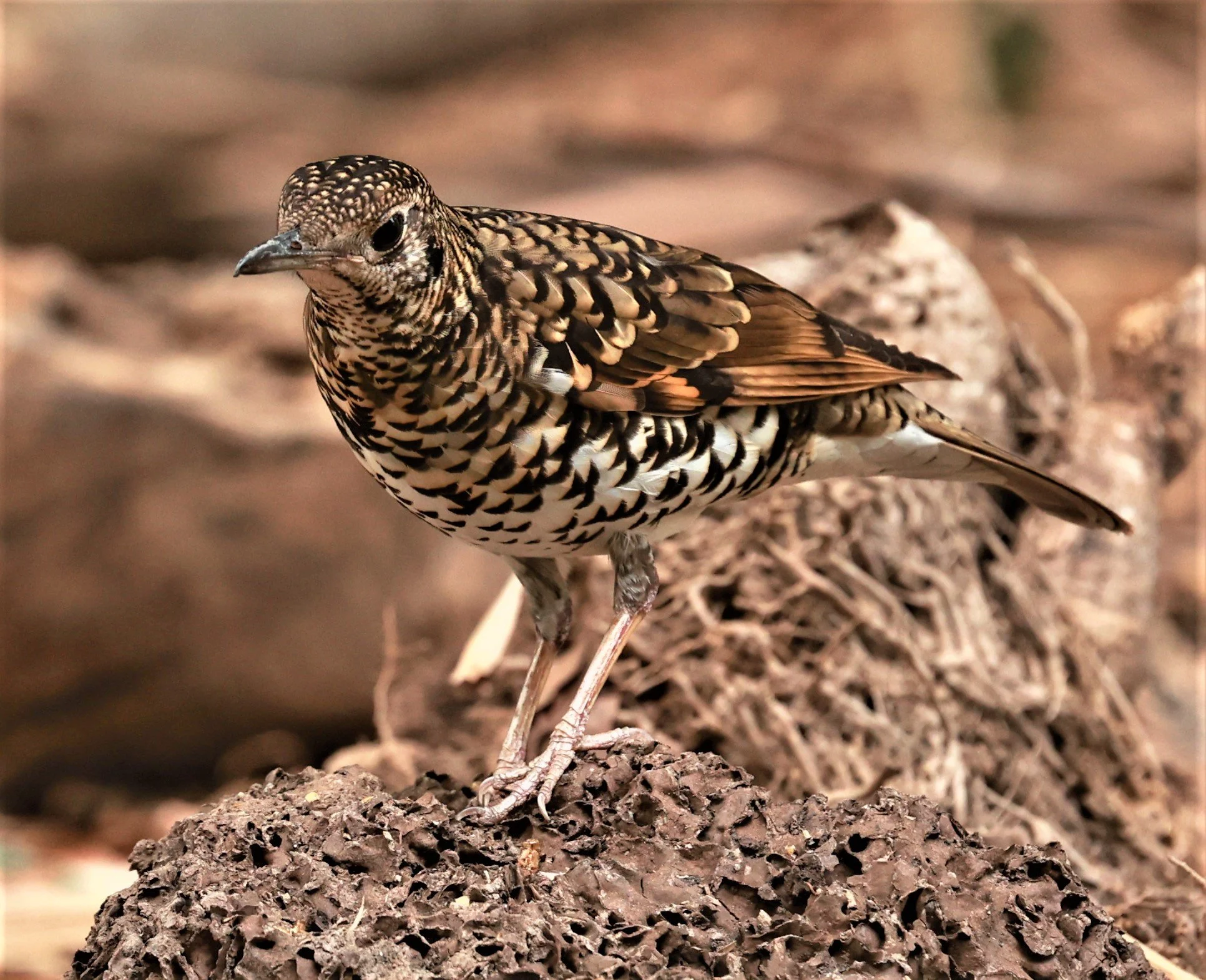 White's Thrush (Zoothera aurea) Putthamonthon Park Nakhon Pathom Thailand (20).jpg