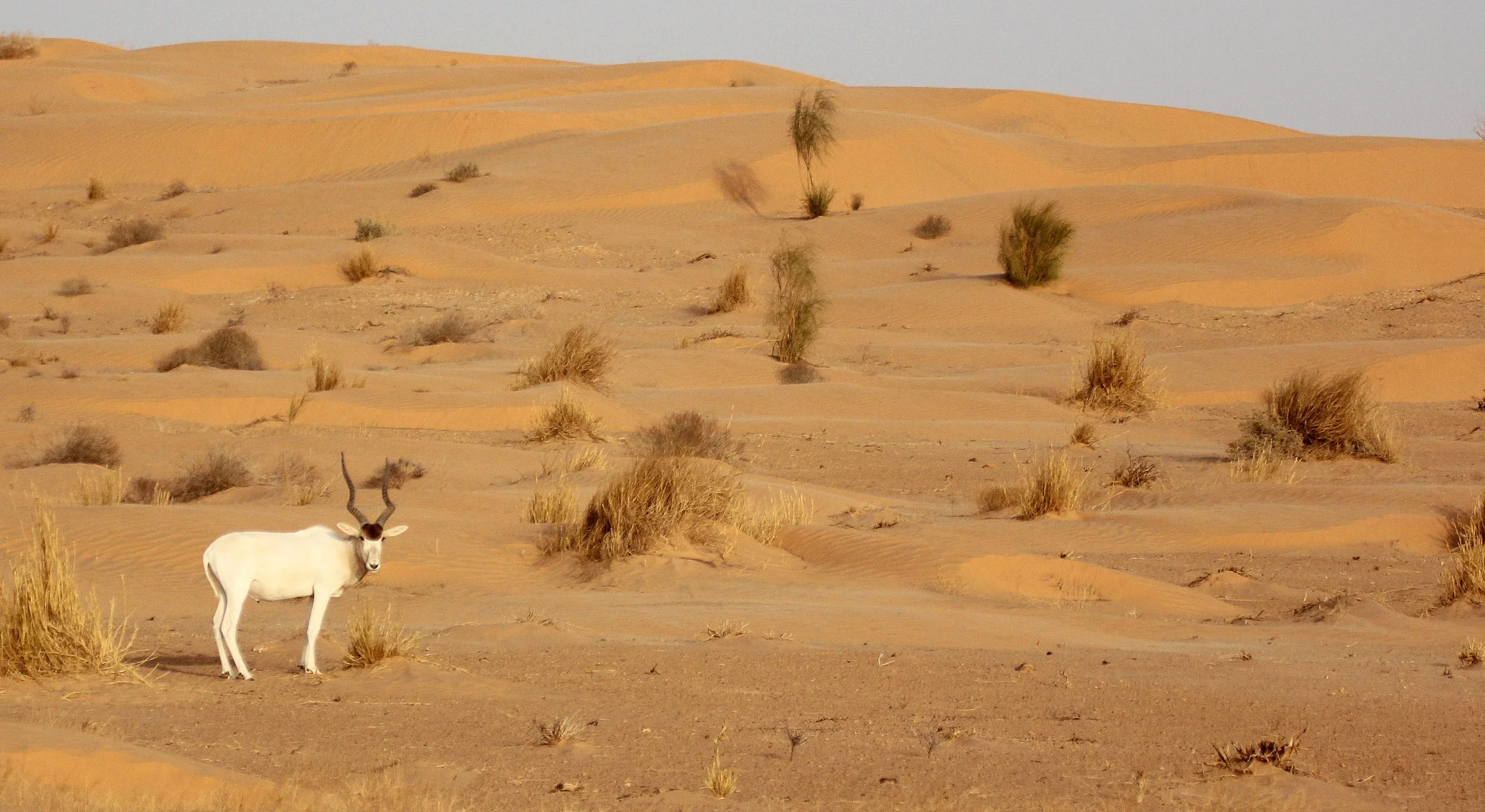 ADDAX - Addax nasomaculatus - JEBIL NATIONAL PARK TUNISIA (162).JPG