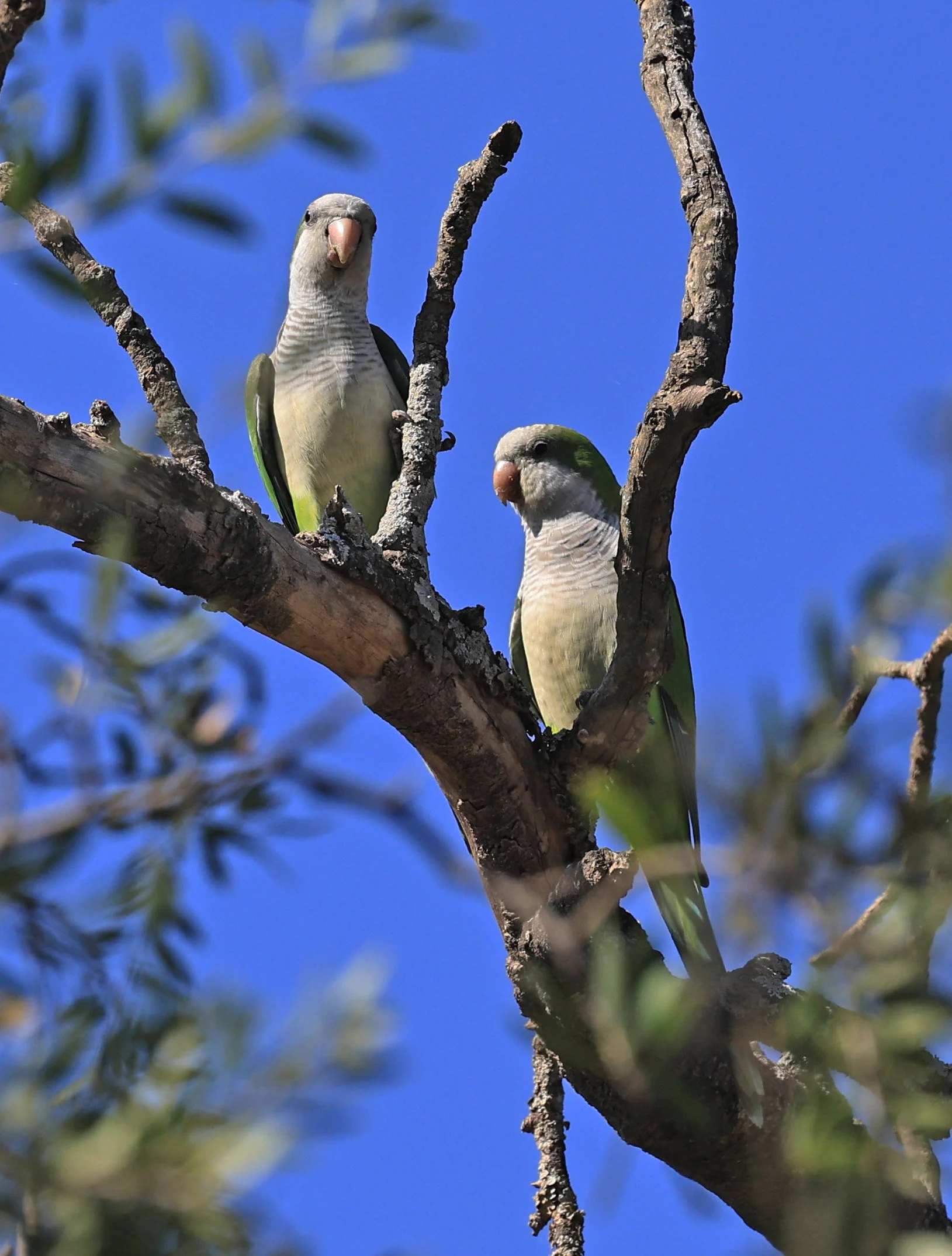 Monk Parakeet (Myiopsitta monachus) Agua Dulce Paraguay (8).jpg