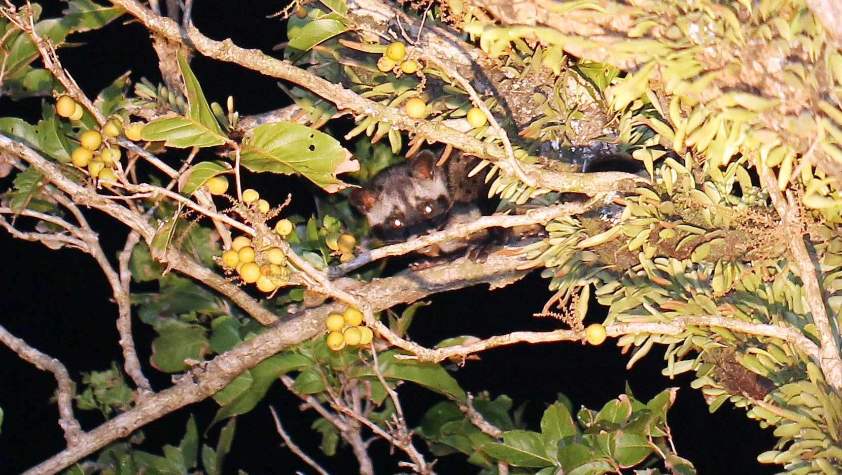 Paradoxus hermaphroditus laotum - COMMON PALM CIVET - KOH LANTA THAILAND (28).JPG