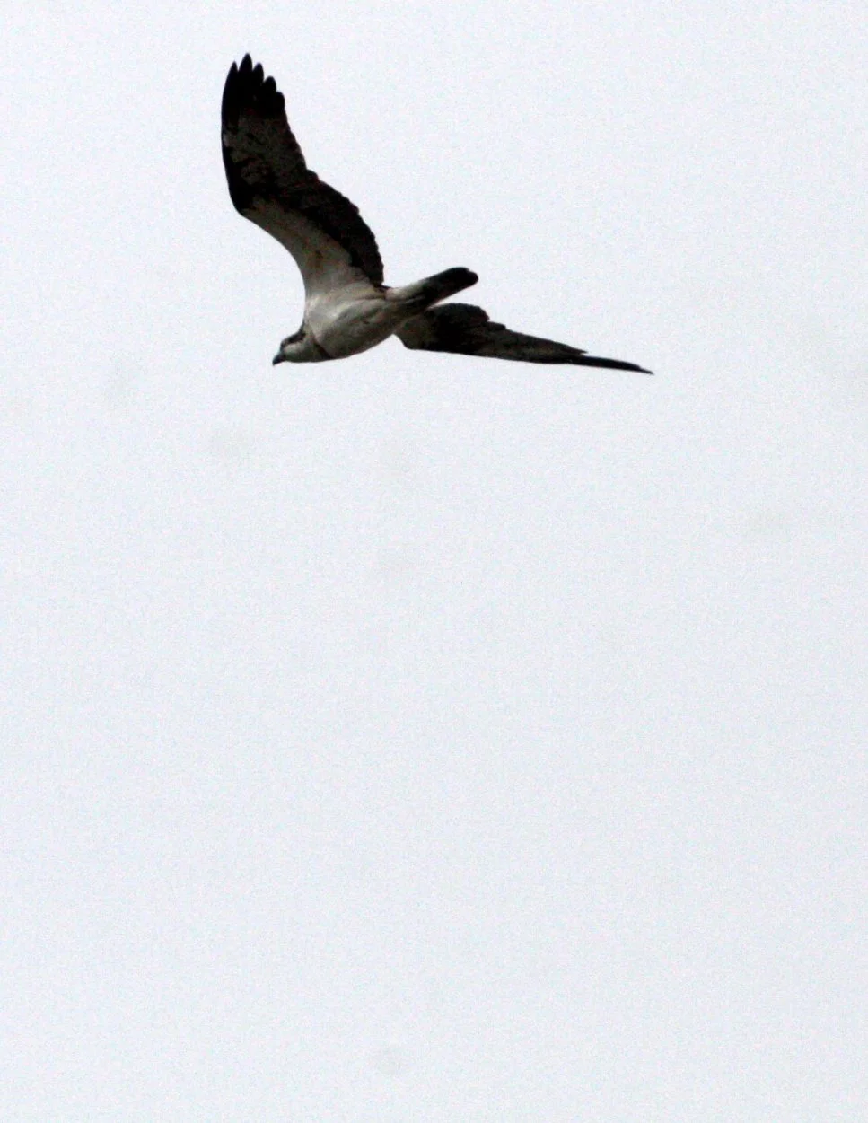 Pandion haliaetus - OSPREY - SHIMOKITA PENINSULA KAWAUCHI JAPAN (3).JPG