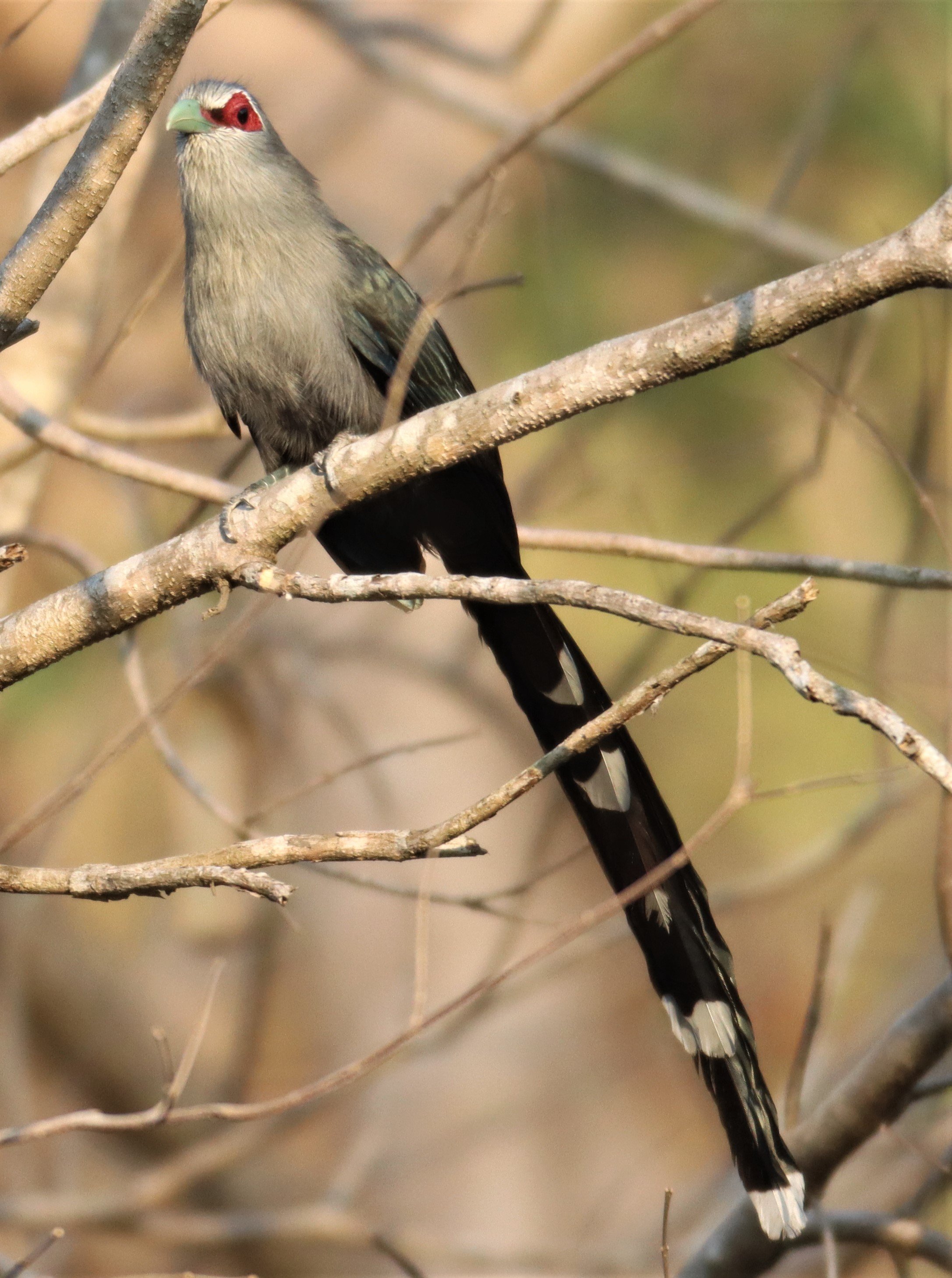 Green-billed Malkoha (Phaenicophaeus tristis) Pak Chong Hot Springs Thailand (9).jpg