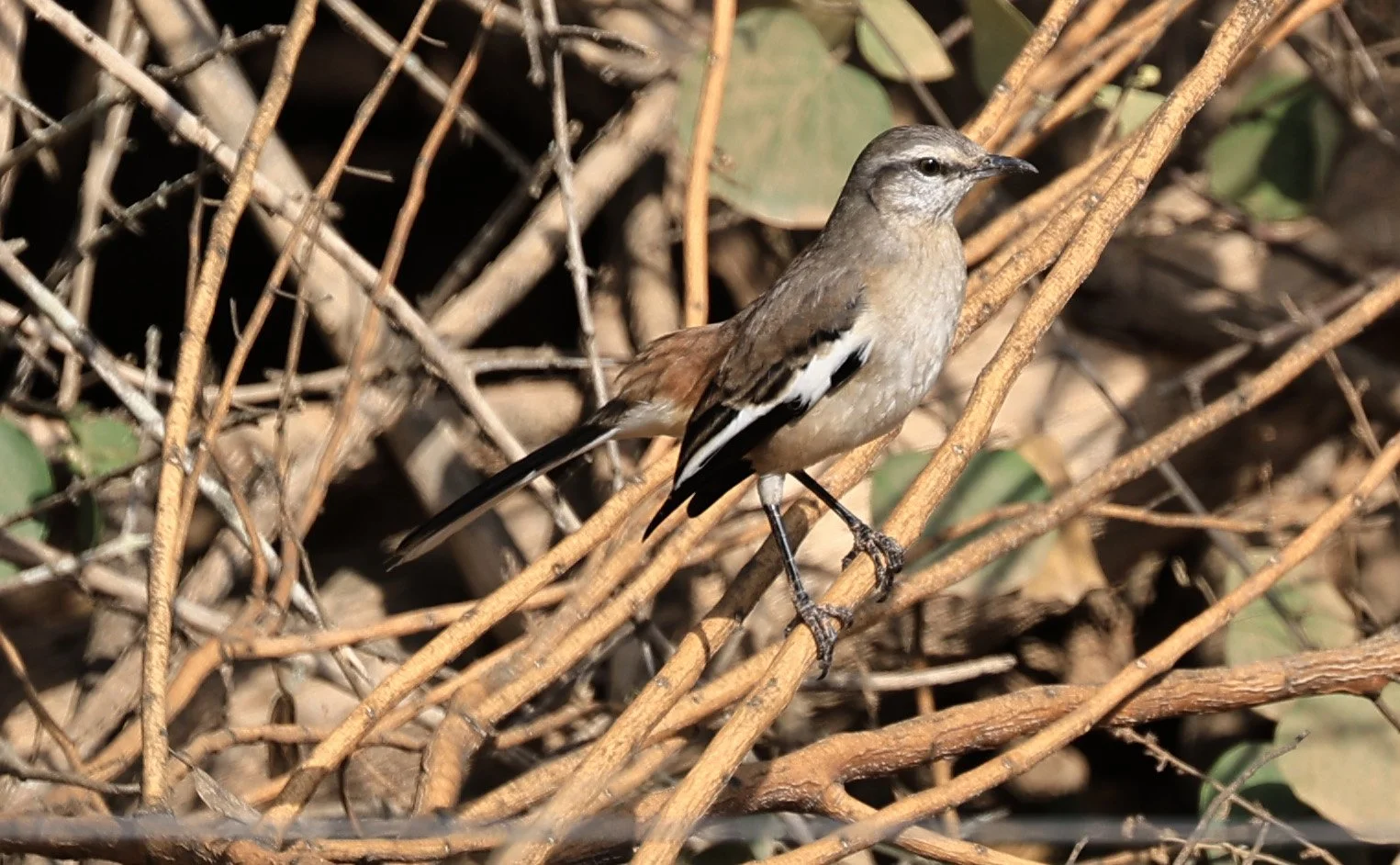 White-banded Mockingbird (Mimus triurus) Hotel Campestre Iparoma Paraguay (10).jpg