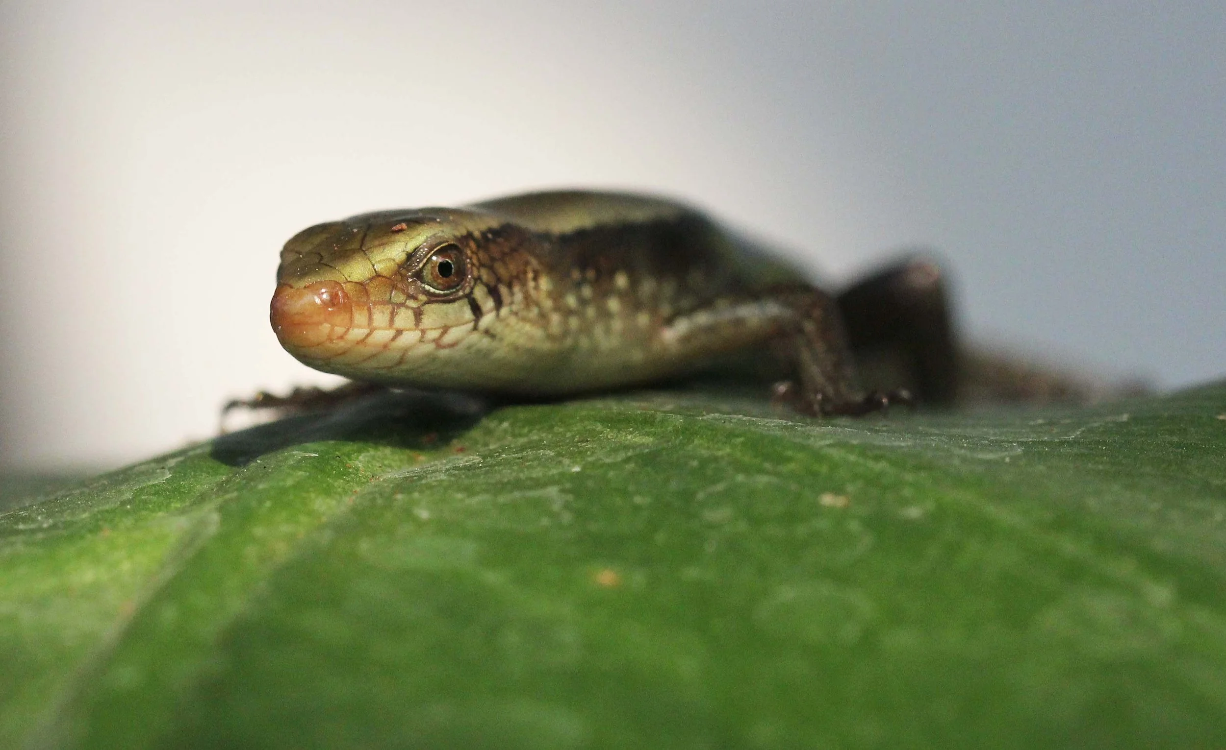 2013 Nonthaburi Setthasiri House and Nonthaburi Neighborhood (193).JPG