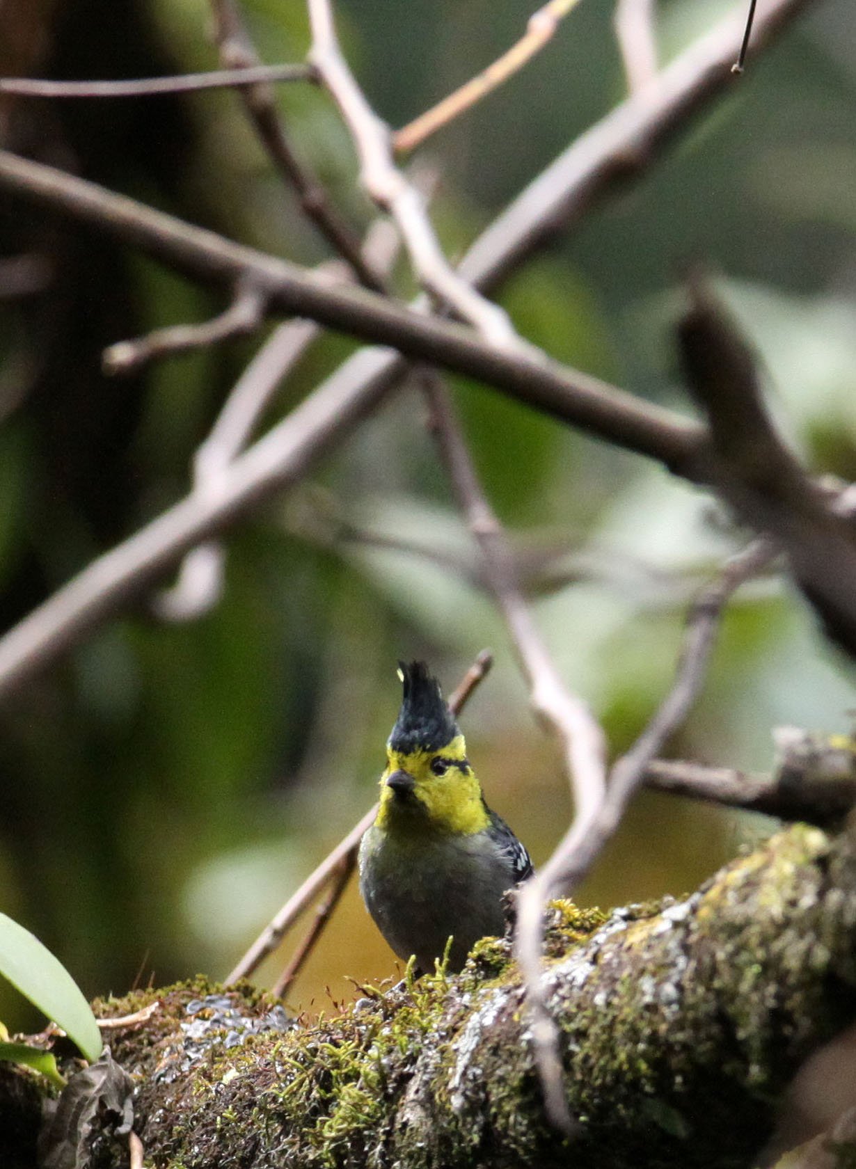 Yellow-cheeked Tit (Machlolophus spilonotus) Wuliangshan Nature Reserve, Yunnan China (9).JPG