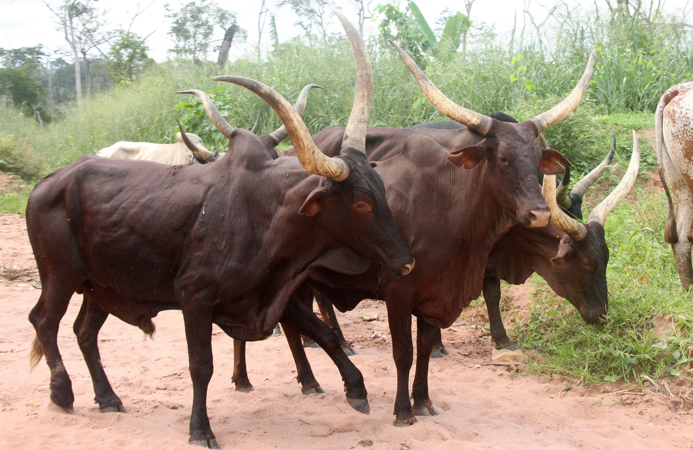 BODA - SOUTHERN AREAS -  CENTRAL AFRICAN REPUBLIC (8).JPG