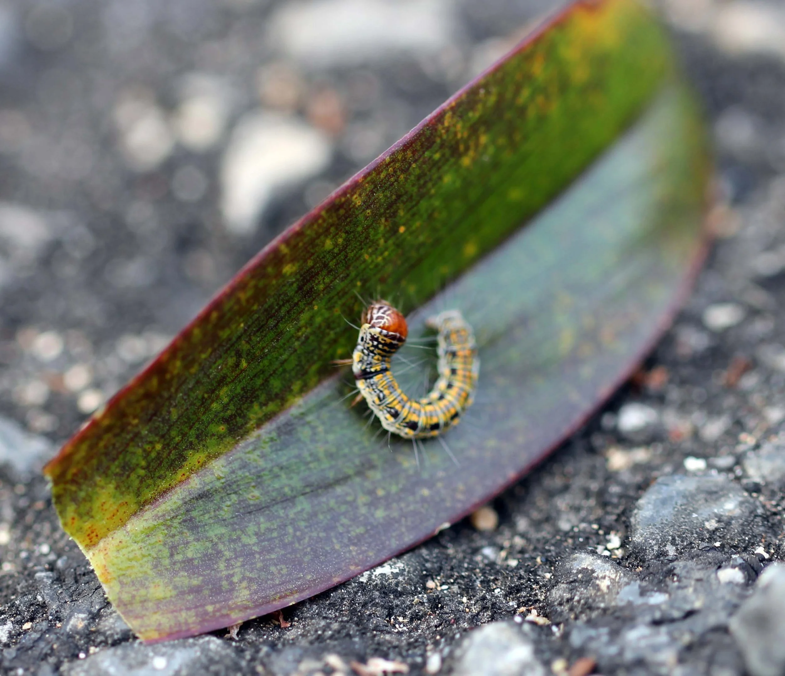 ARTHROPOD - WILDLIFE SANCTUARY - PHATTHALUNG 2.JPG