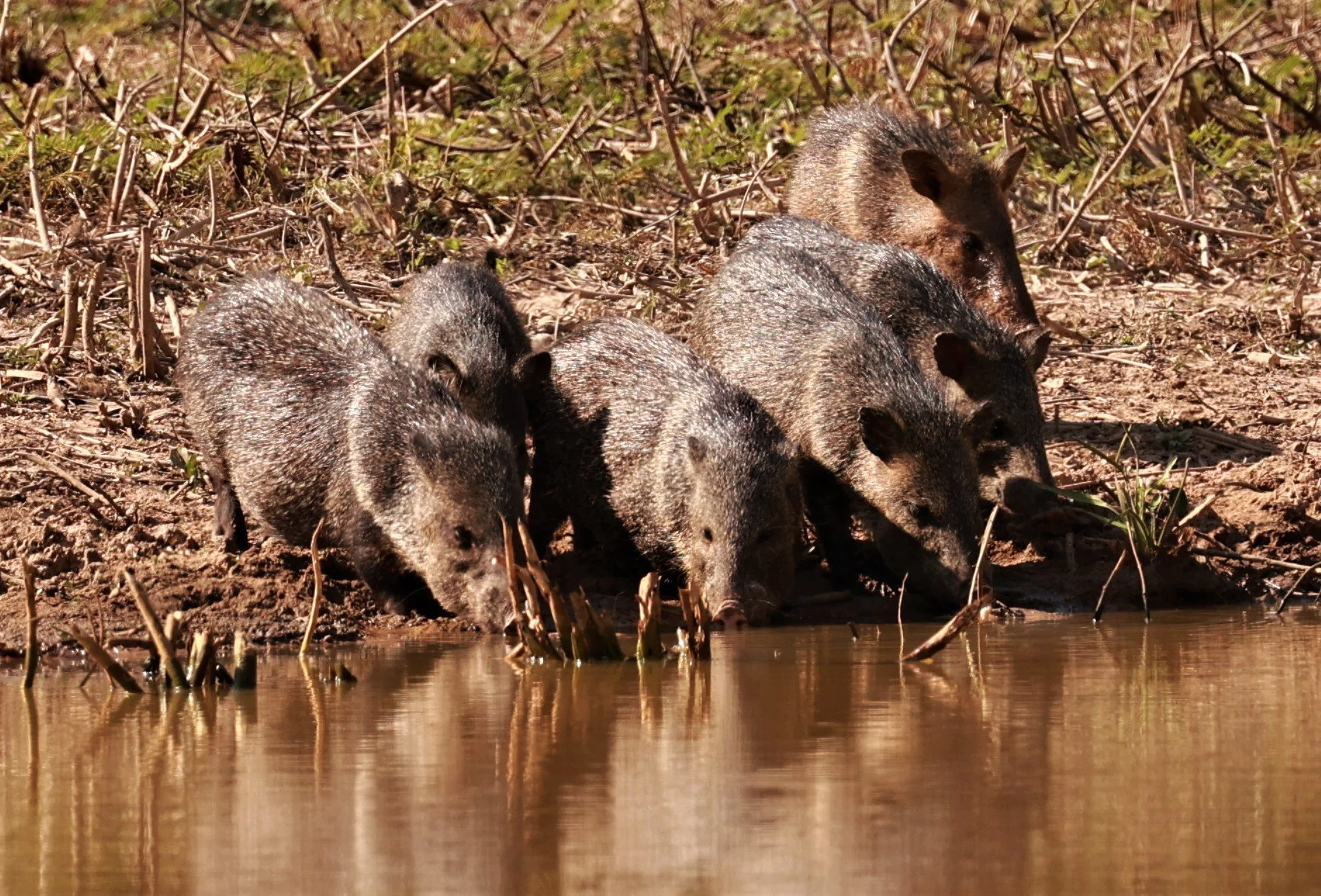 Collared Peccary (Dicotyles tajacu) Northern Pantanal
