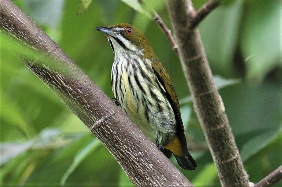 FLOWERPECKER - YELLOW-VENTED FLOWERPECKER - Dicaeum chrysorrheum - BAAN MAKA GARDEN & VICINITY PETCHABURI 12 SEPTEMBER 2021 (23).jpg