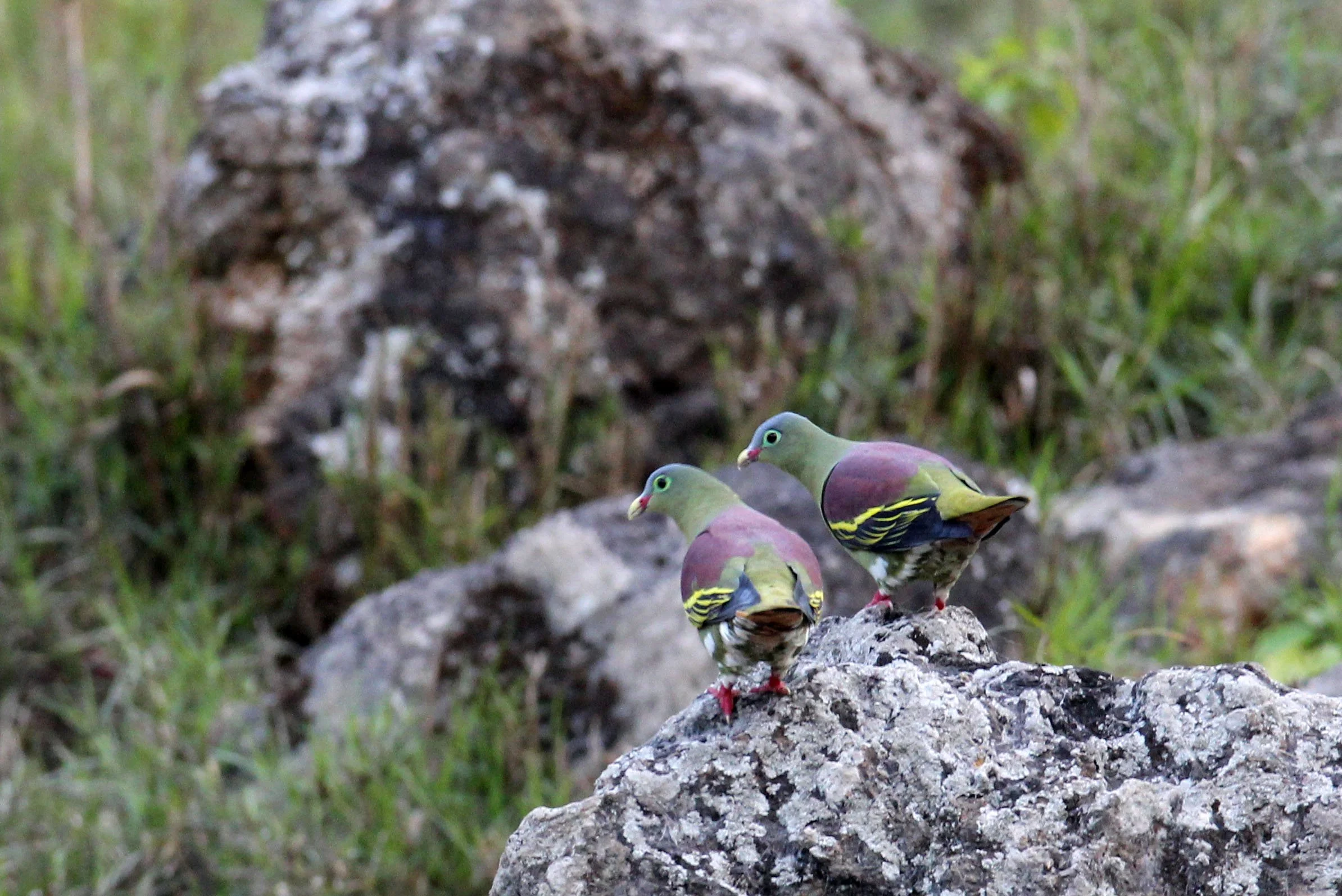 Thick-billed Green Pigeon (Treron curvirostra) Kapok Kapien Station and Mineral Lick Huai Kha Khaeng (1).JPG