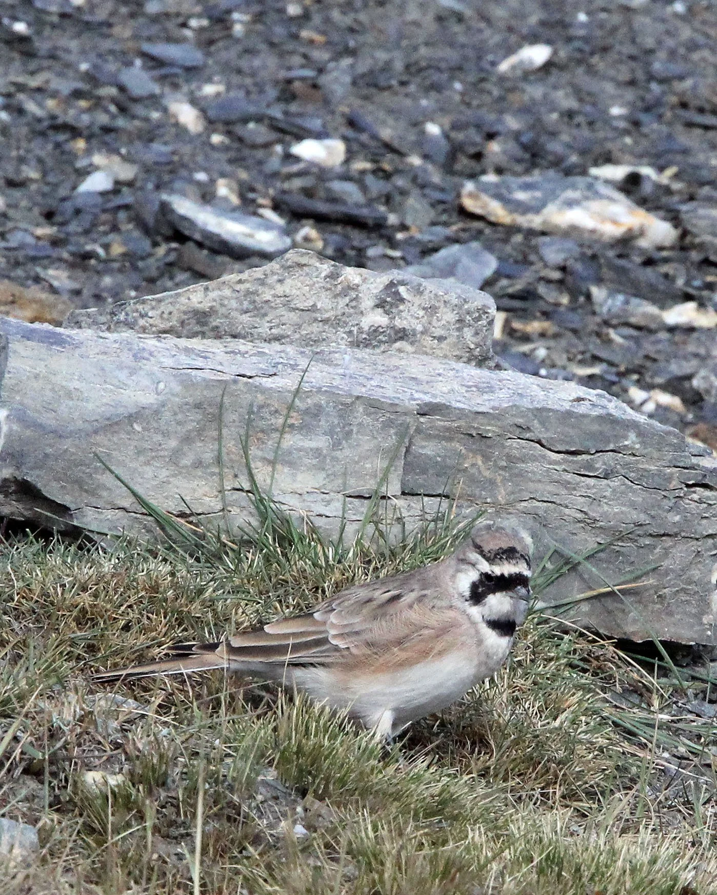 Horned Lark (Eremophila alpestris) Jiang Lu Ling Pass Qinghai China (6).JPG
