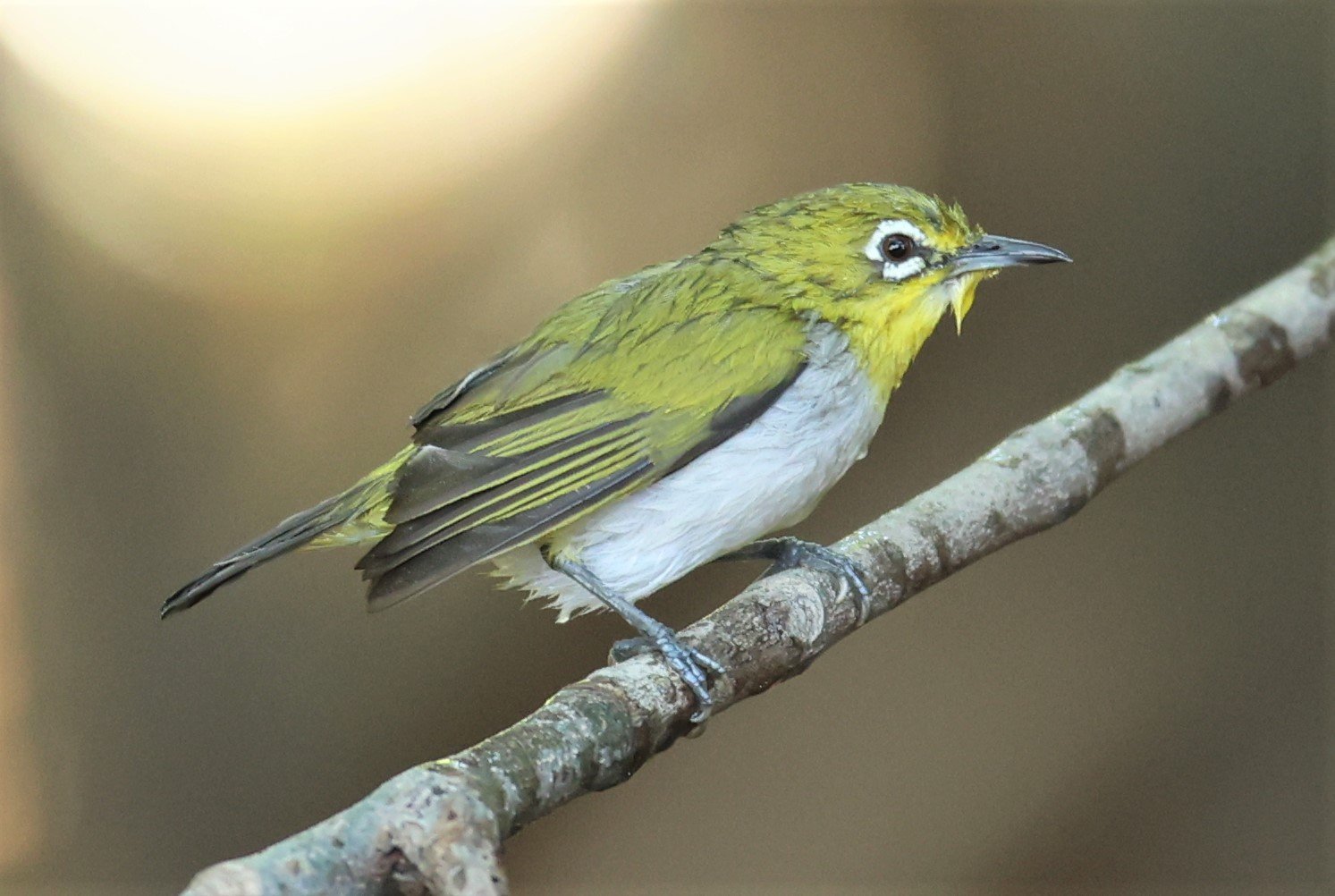 Swinhoe's White-eye (Zosterops simplex) Bang Pu Recreational Park & Mangrove Forest (13).jpg