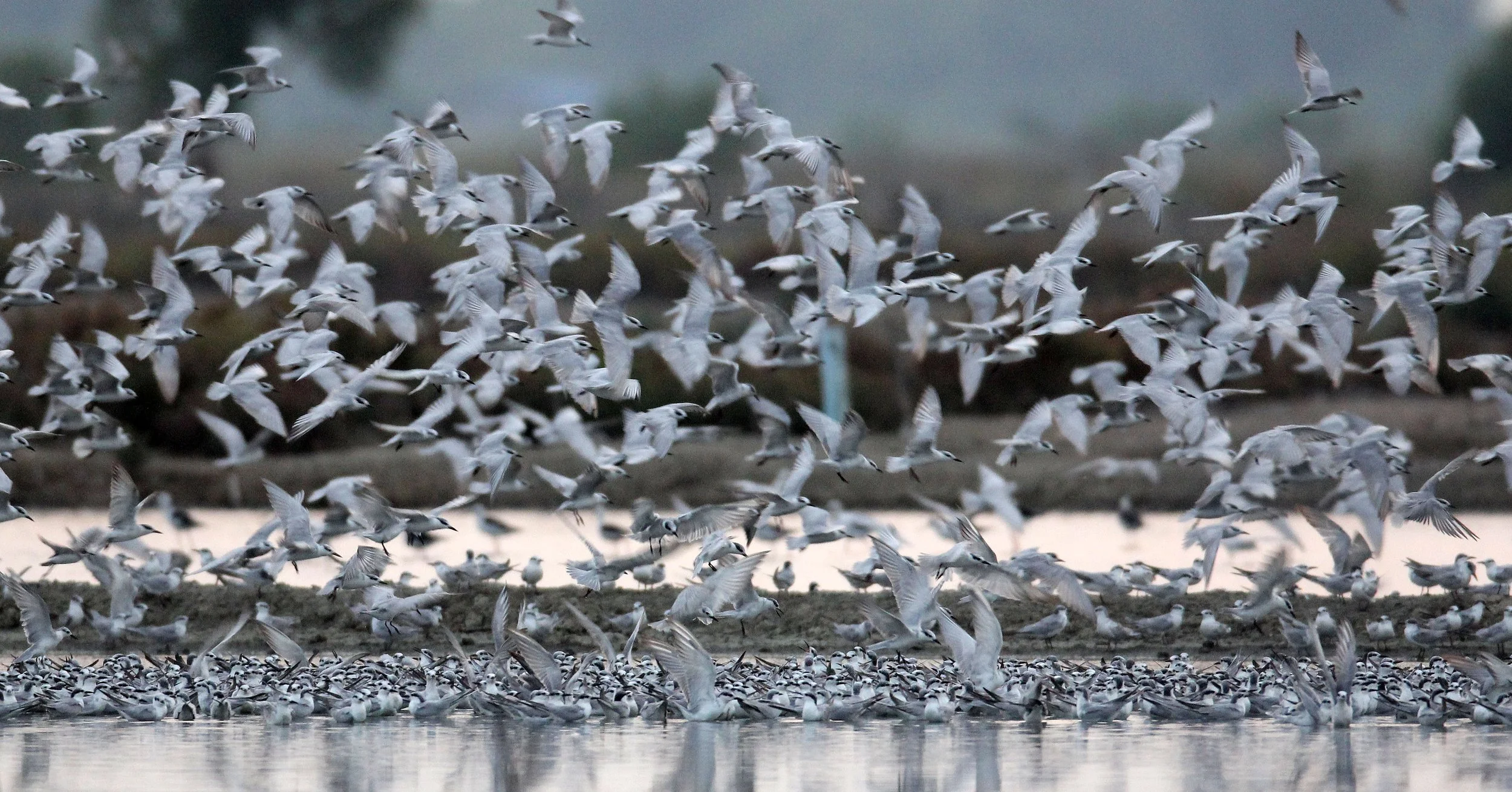 BIRD - TERN SPECIES MIXED FLOCK - WHISKERED AND LITTLE - KOK KHAM MAJACHAI  SALT PONDS - THAILAND (41).JPG