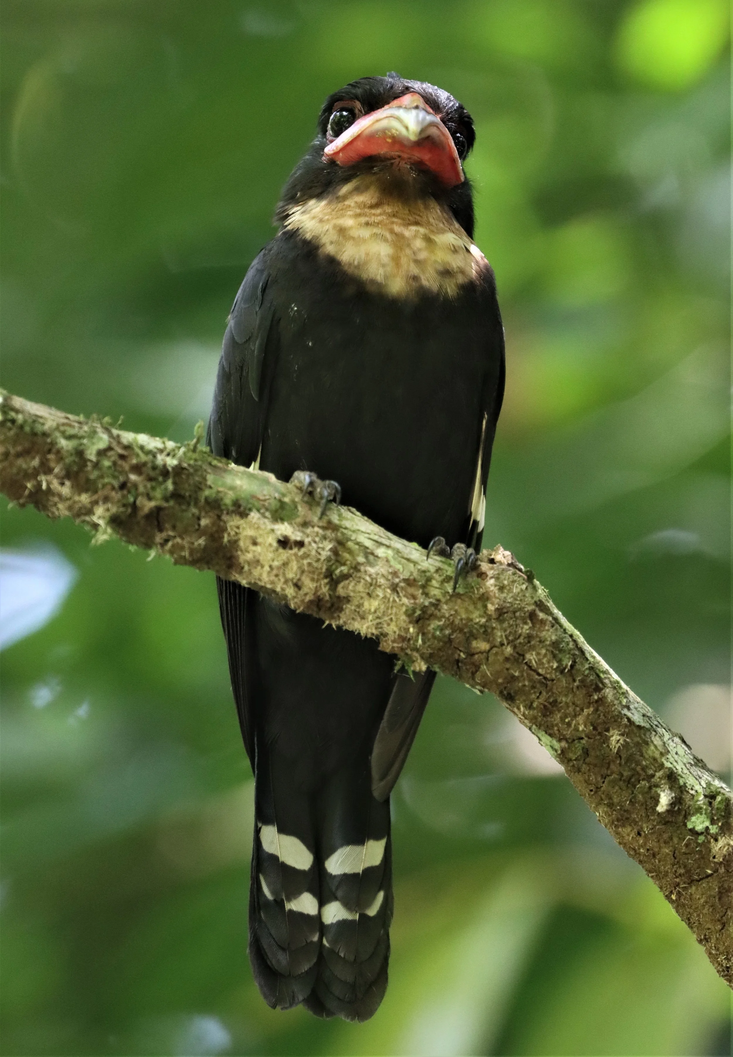 Dusky Broadbill (Corydon sumatranus)